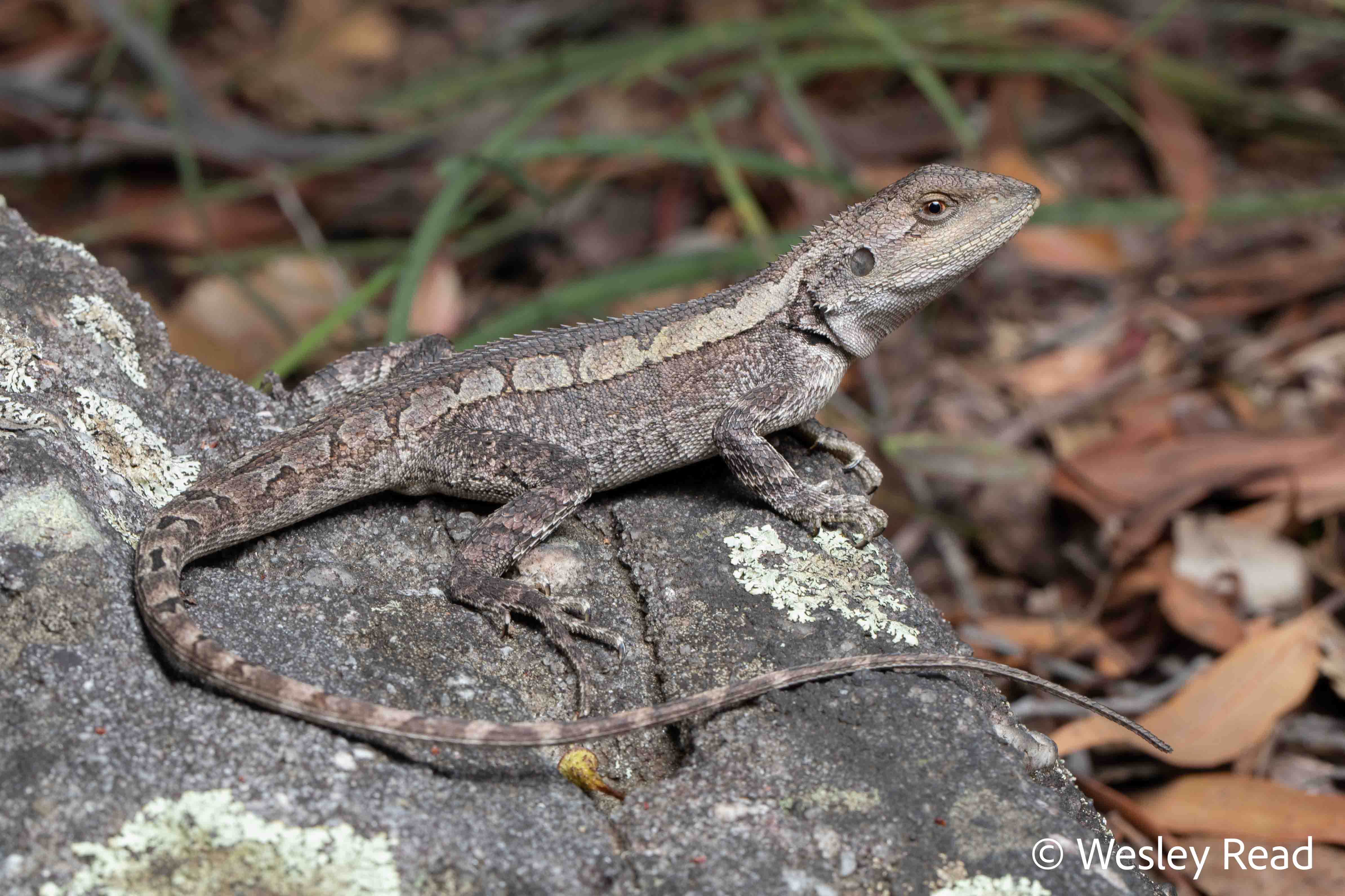 Amphibolurus muricatus