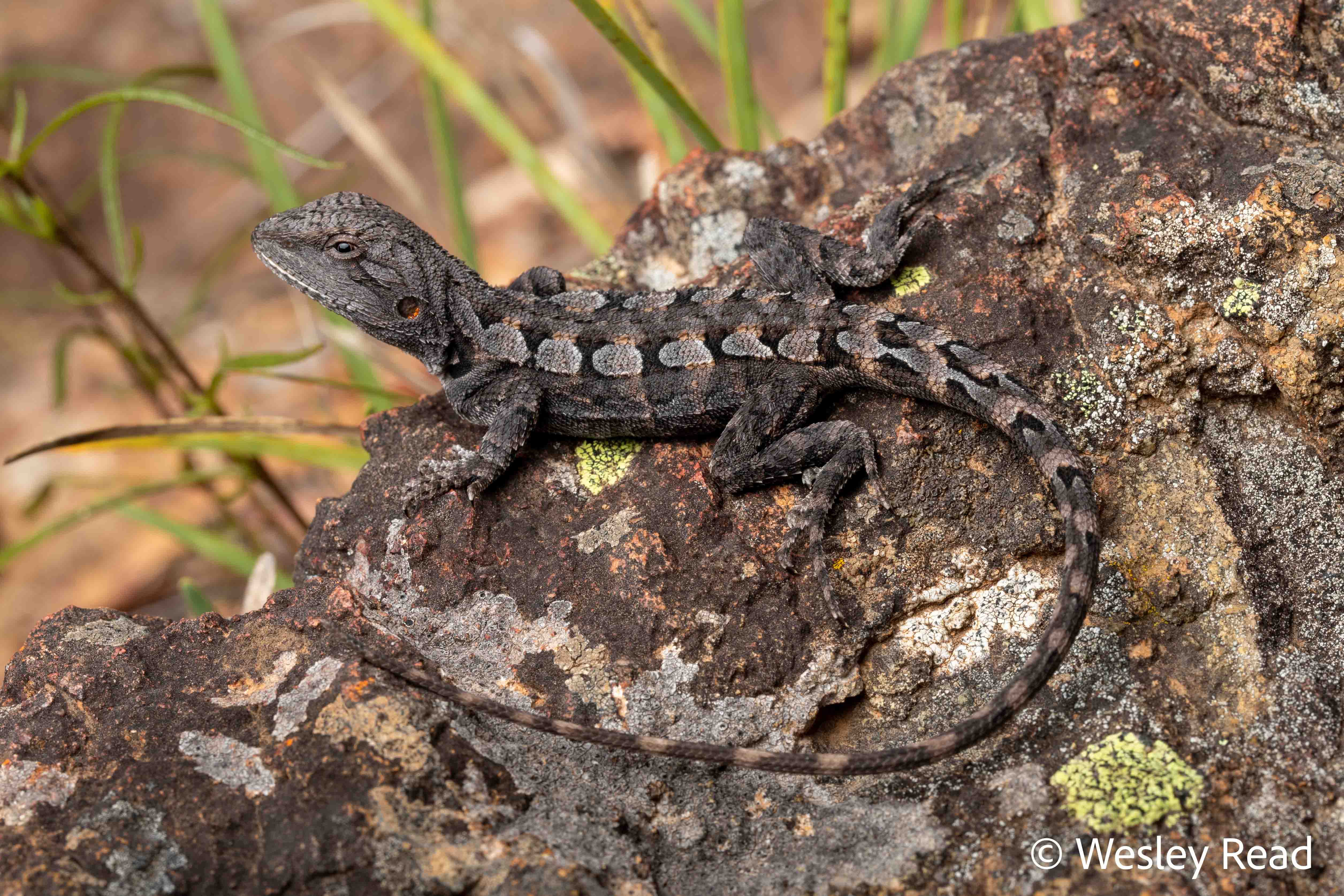 Amphibolurus muricatus