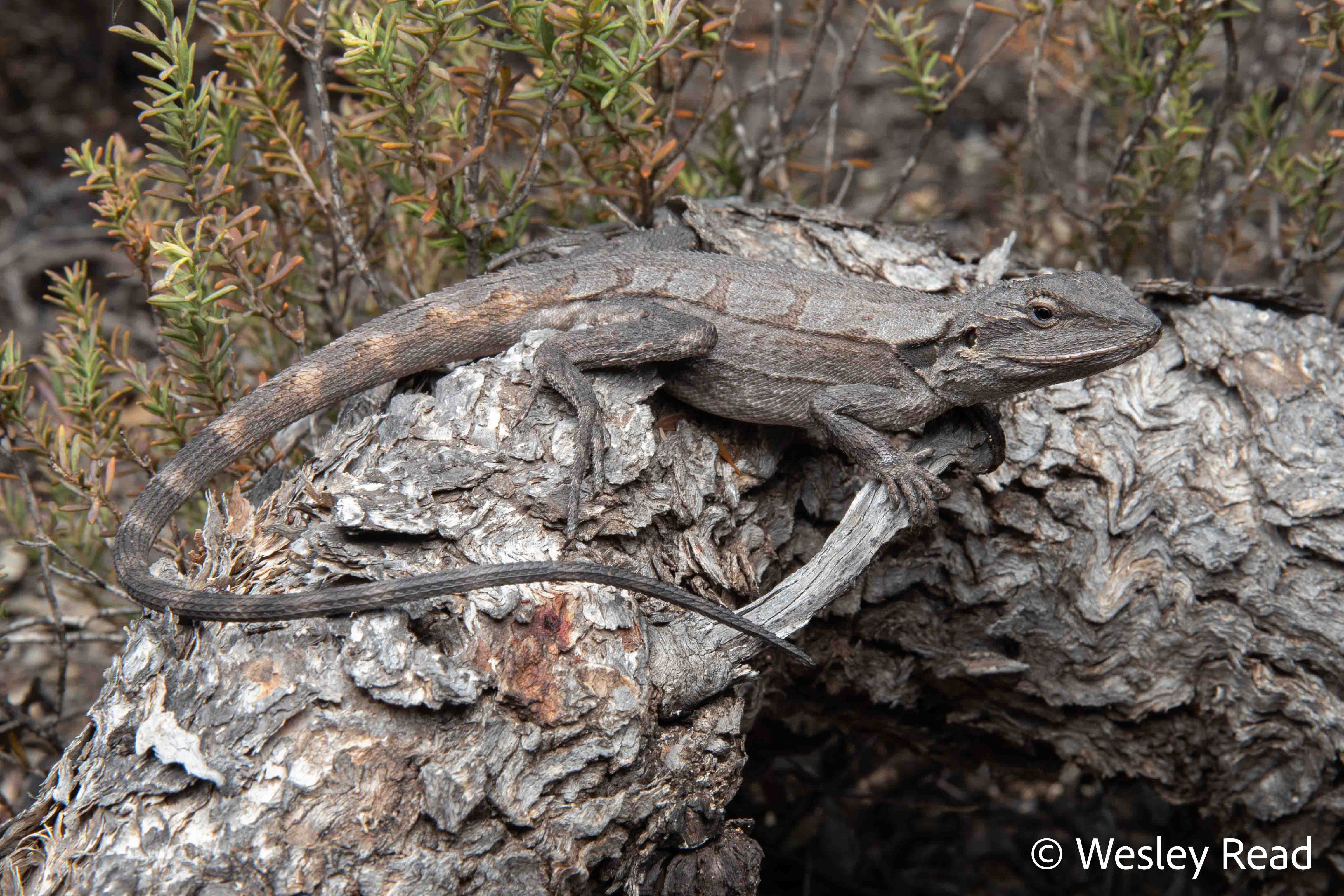 Amphibolurus norrisi