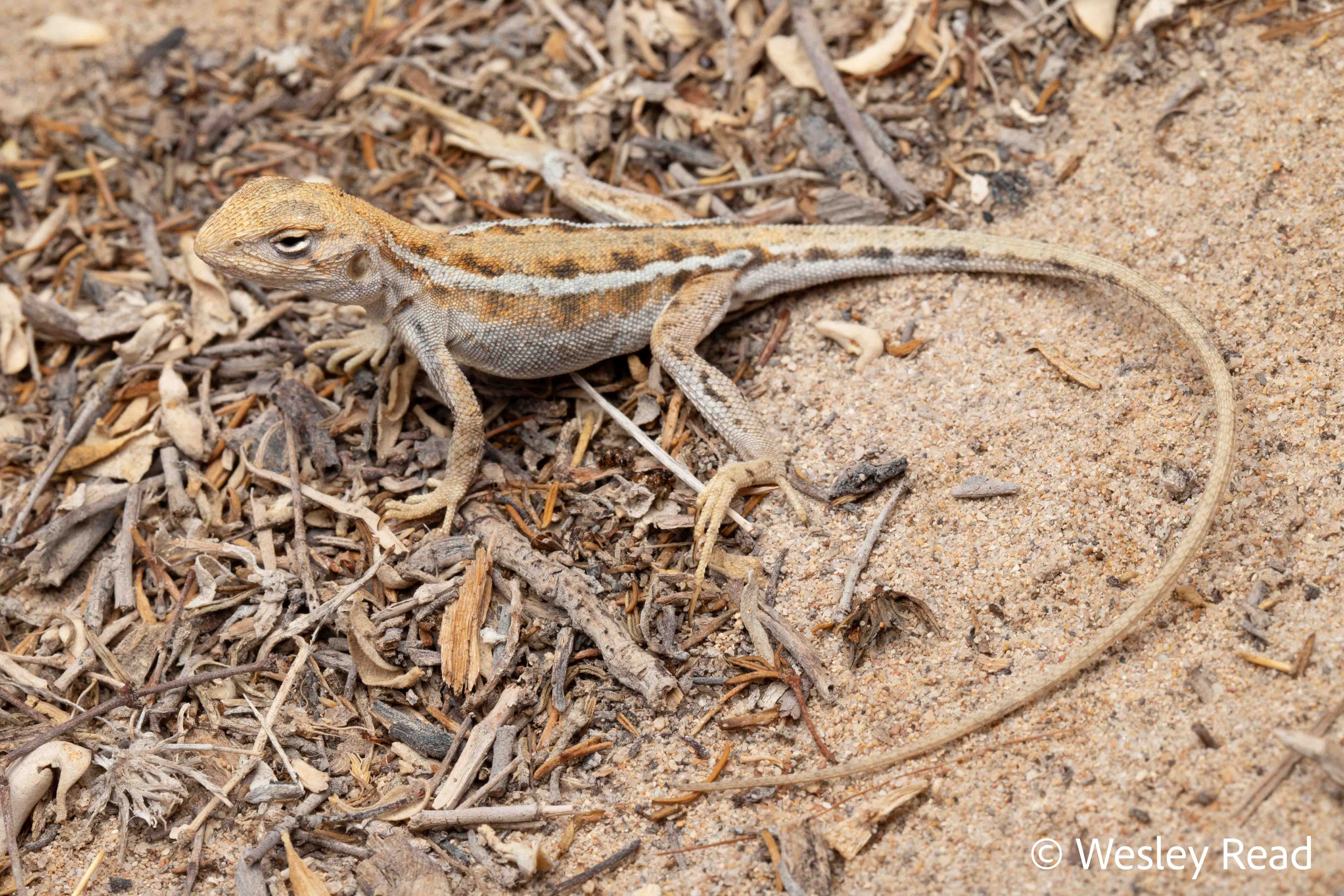 Ctenophorus badius