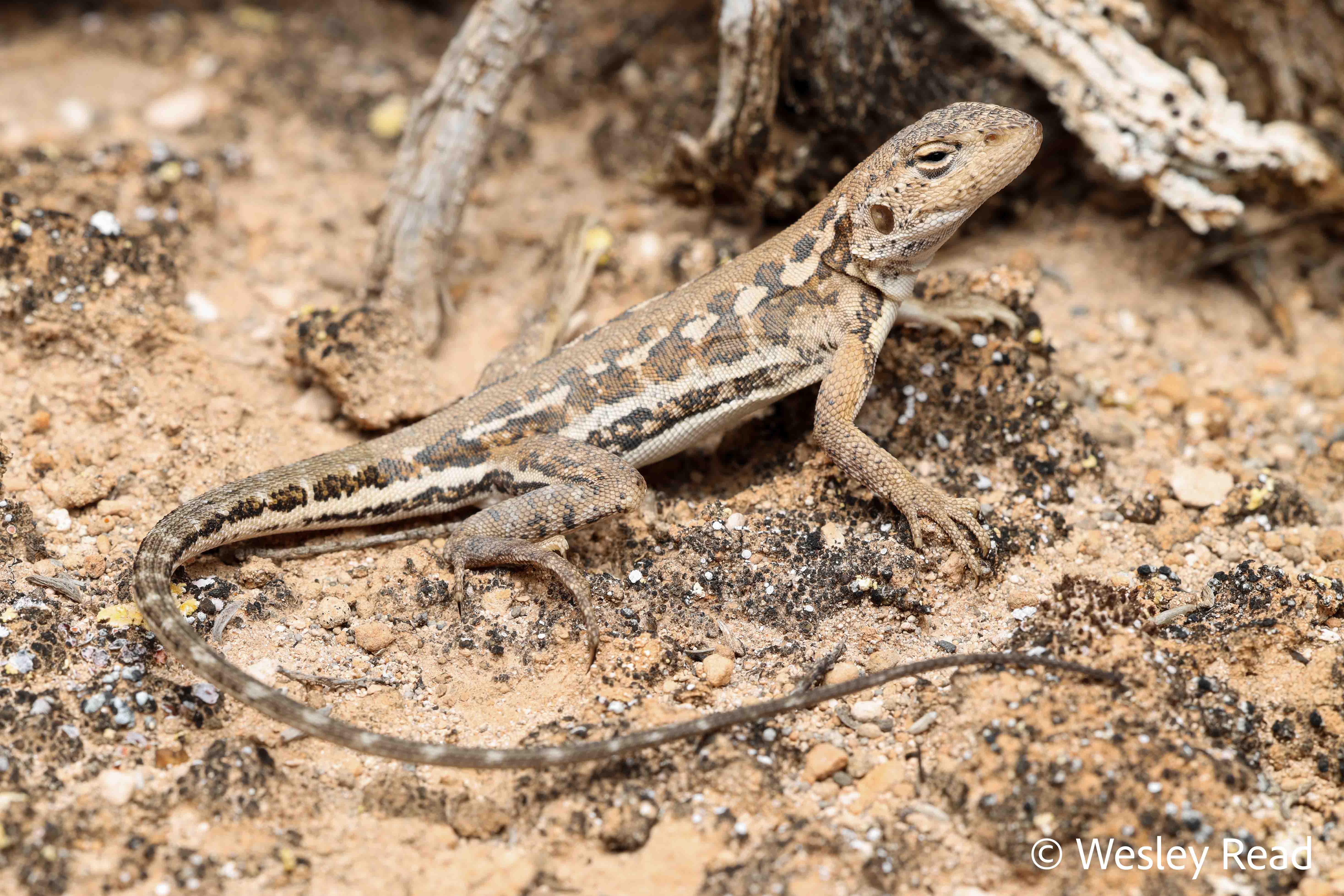 Ctenophorus dualis