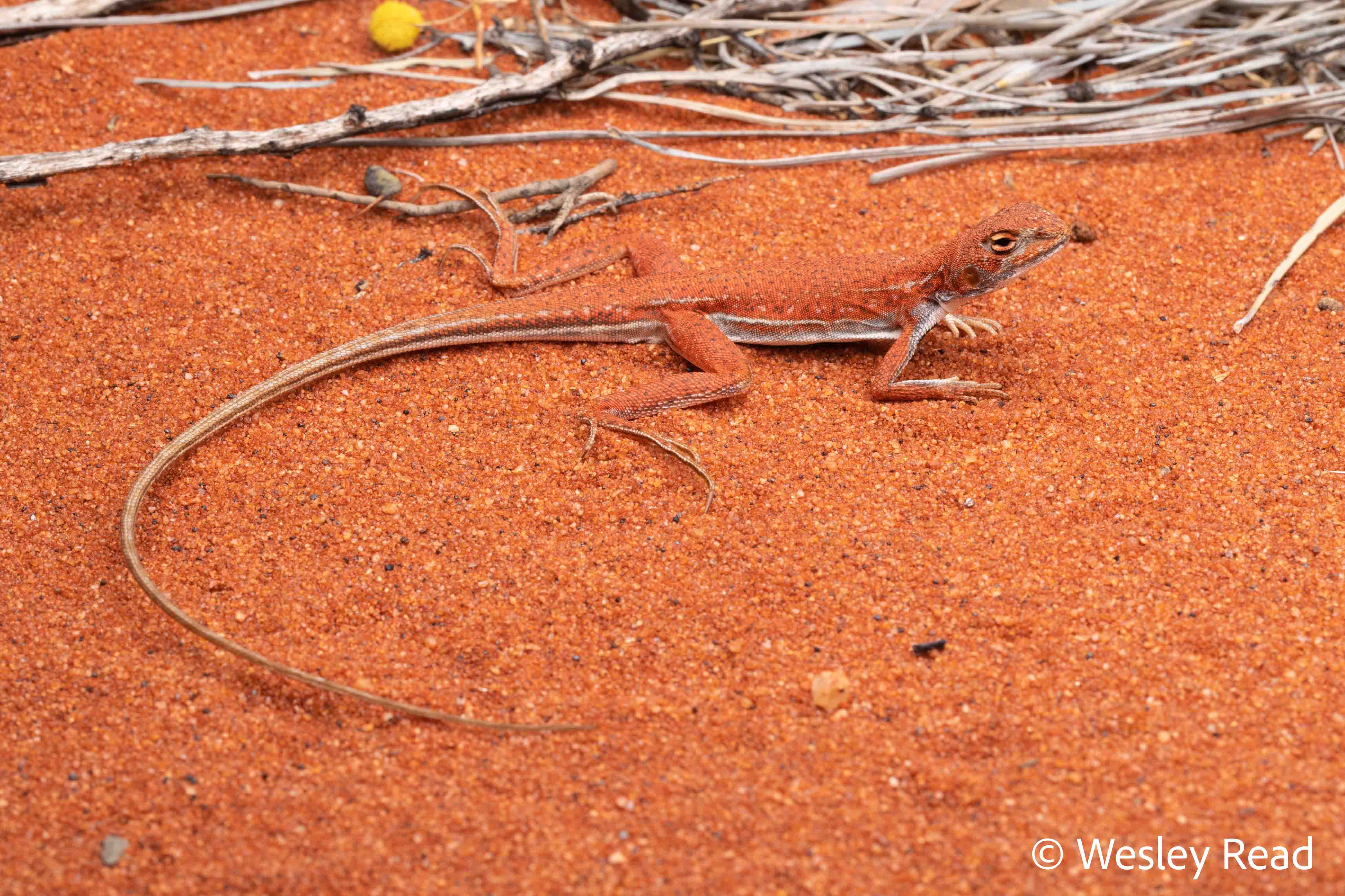 Ctenophorus femoralis