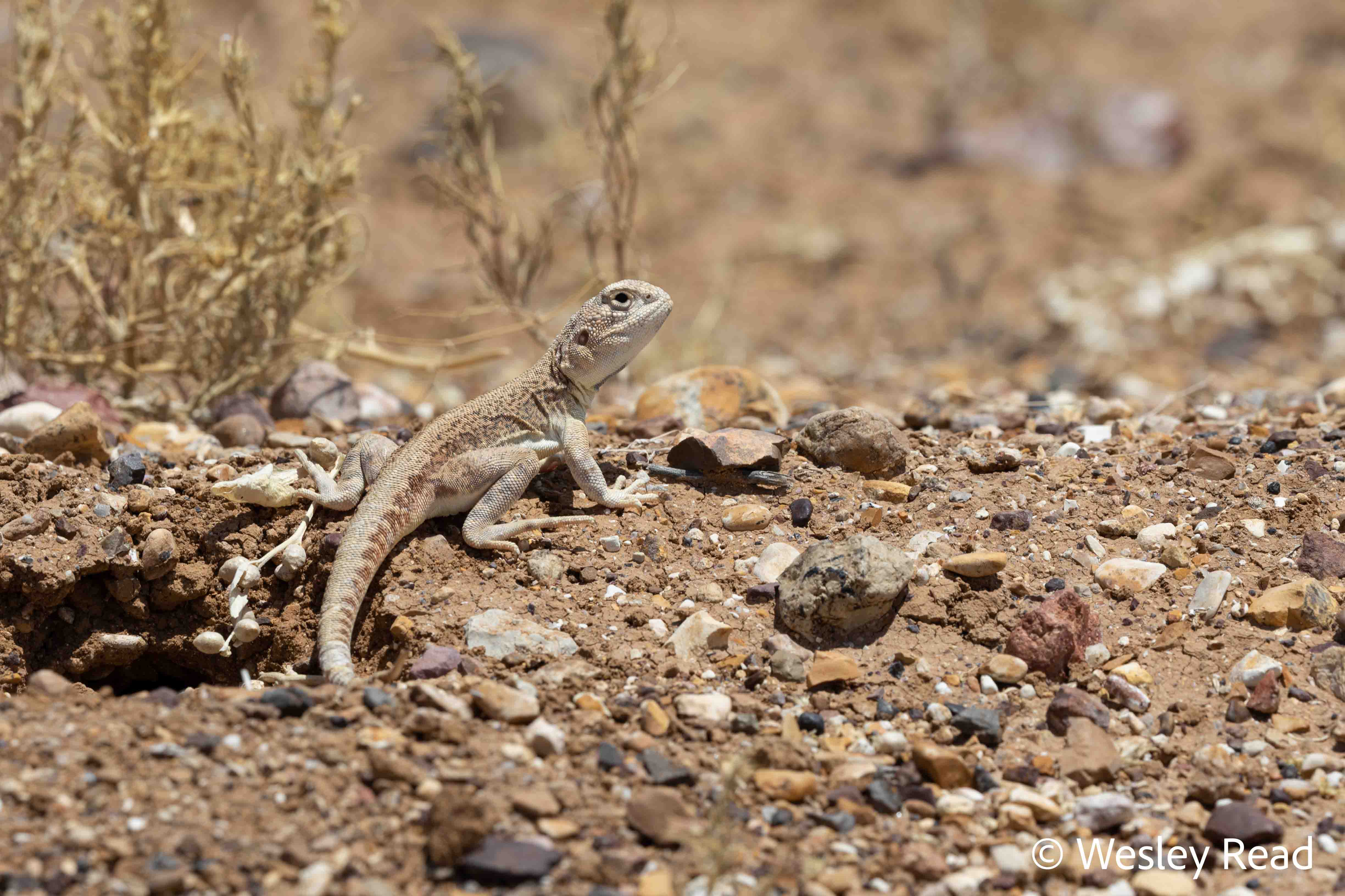 Ctenophorus gibba