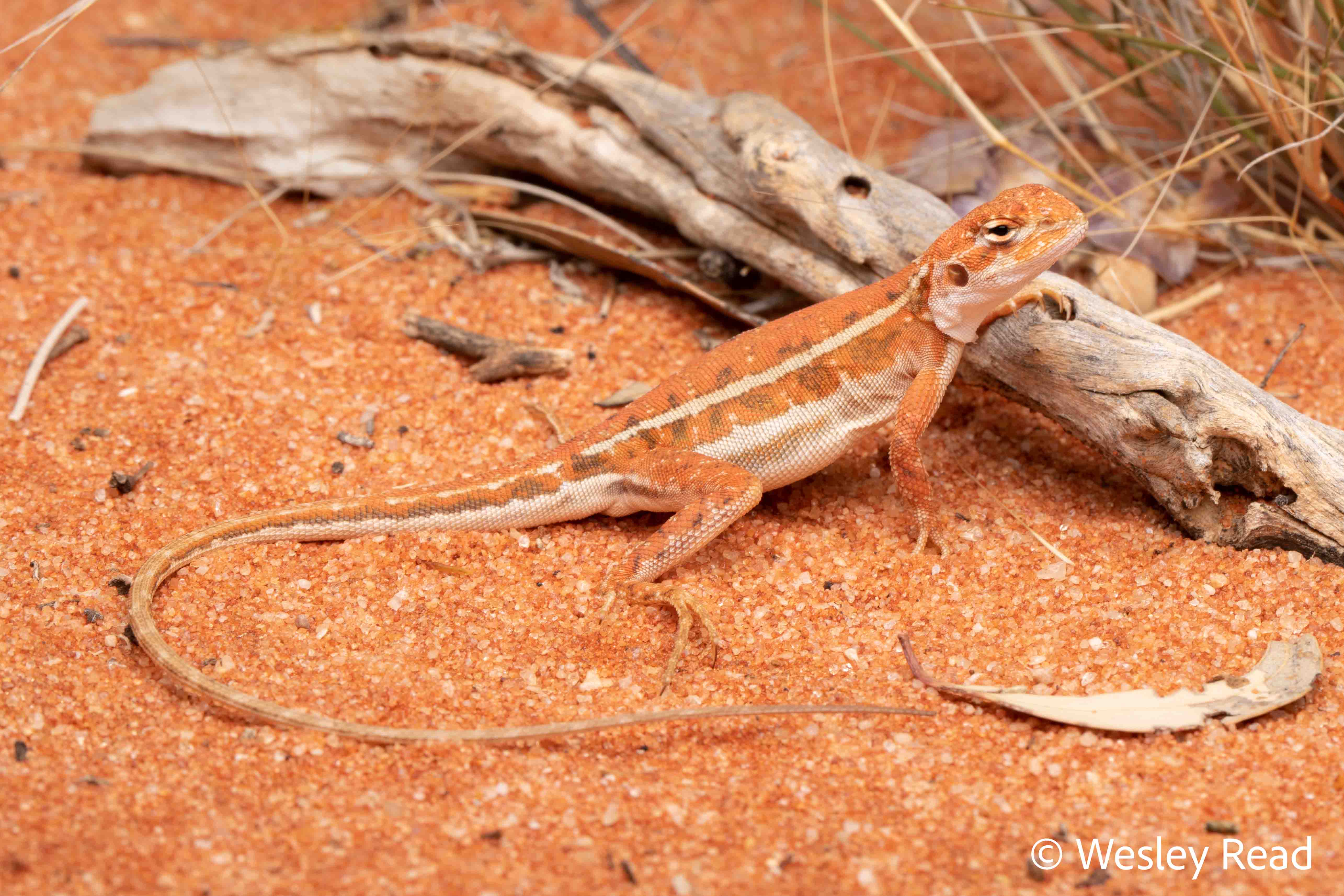 Ctenophorus kartiwarru