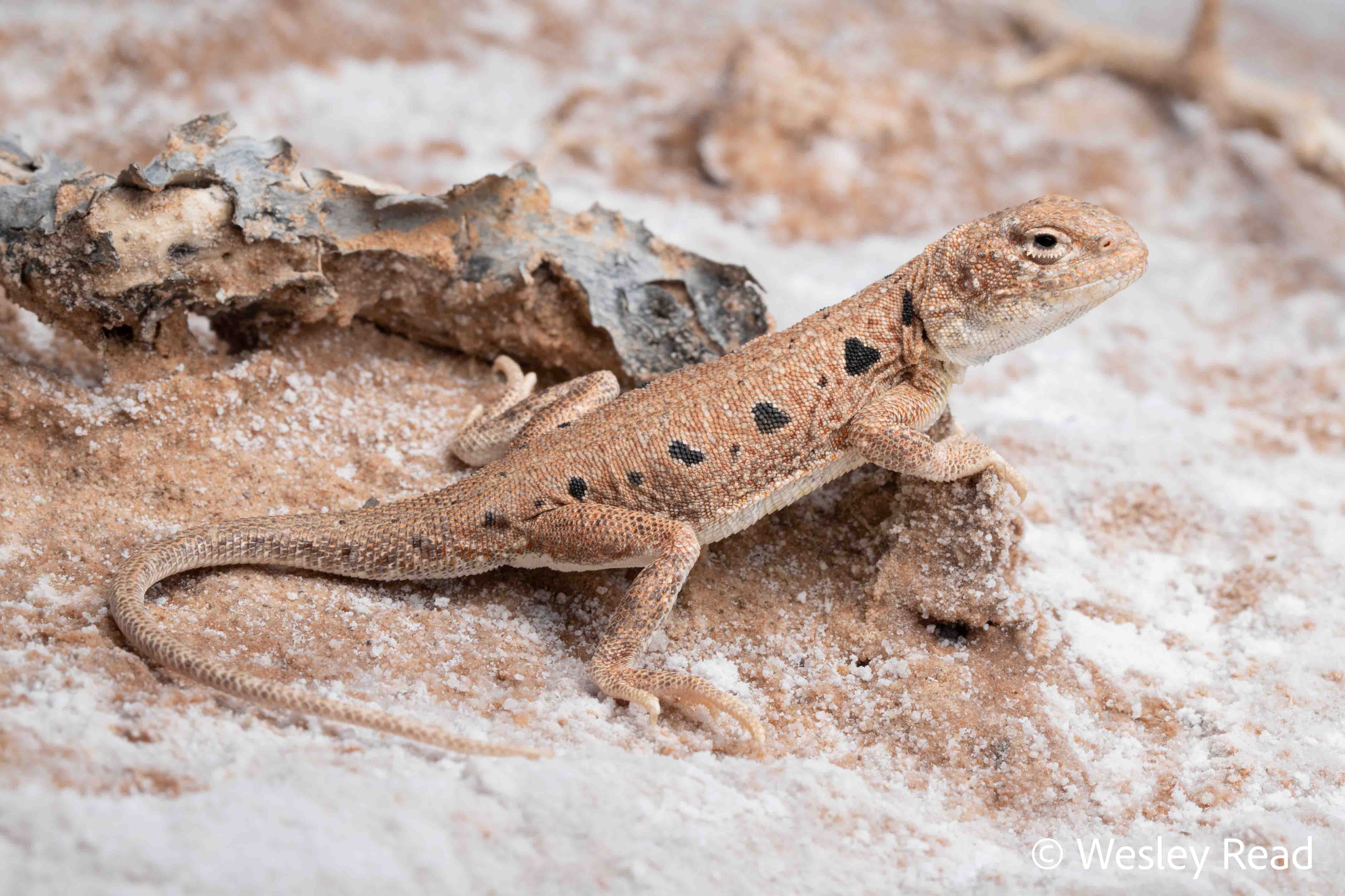 Ctenophorus maculosus