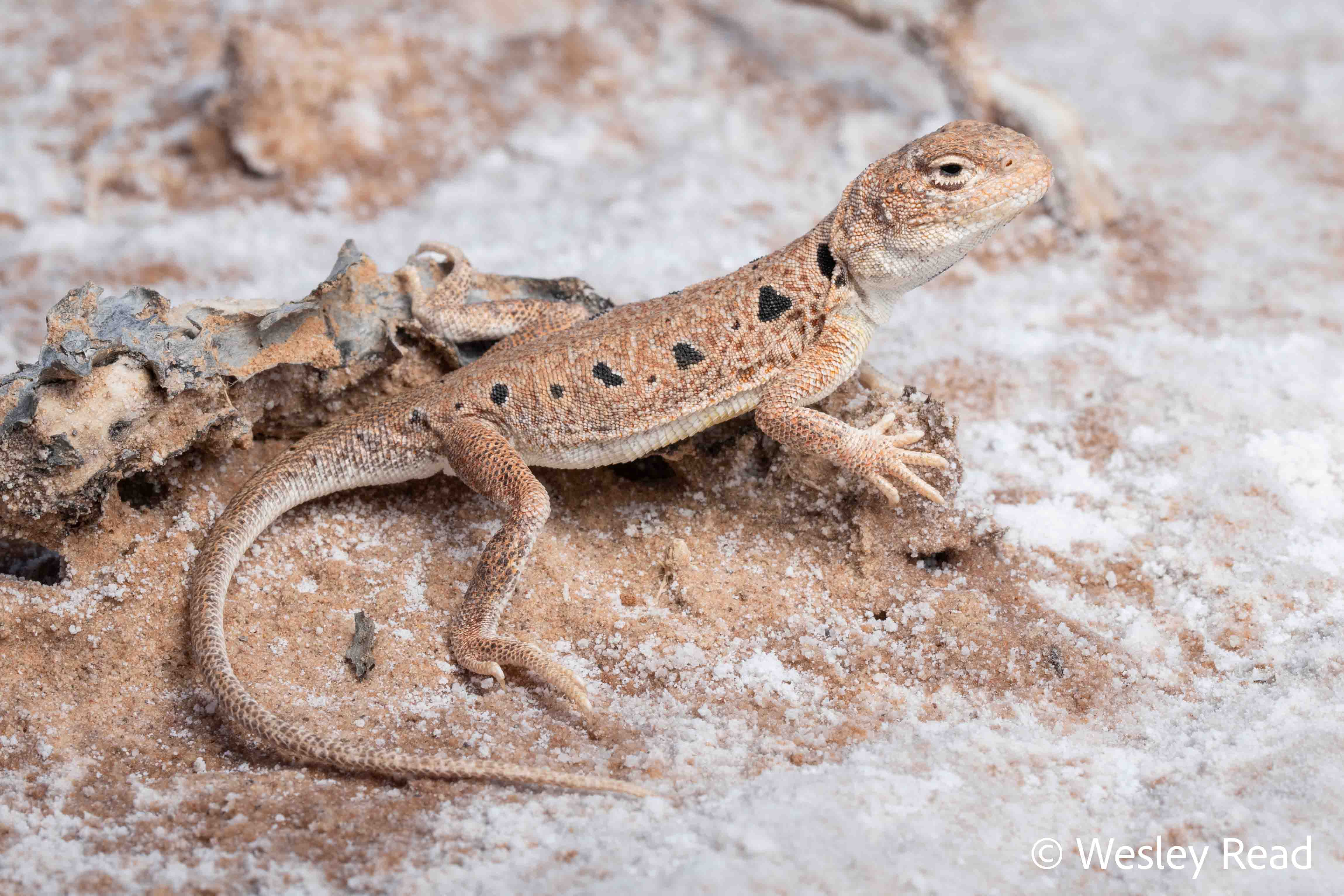 Ctenophorus maculosus