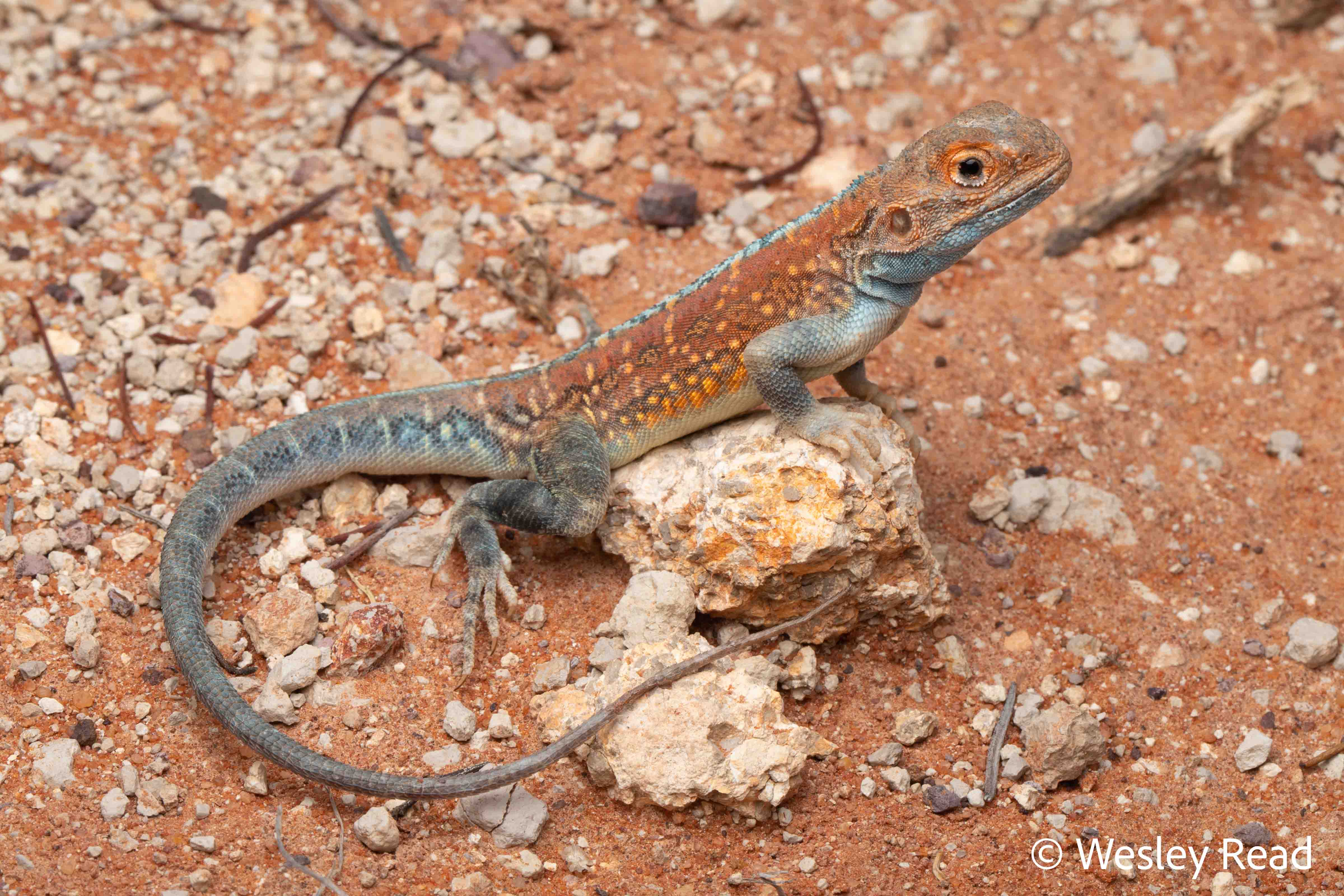 Ctenophorus pictus