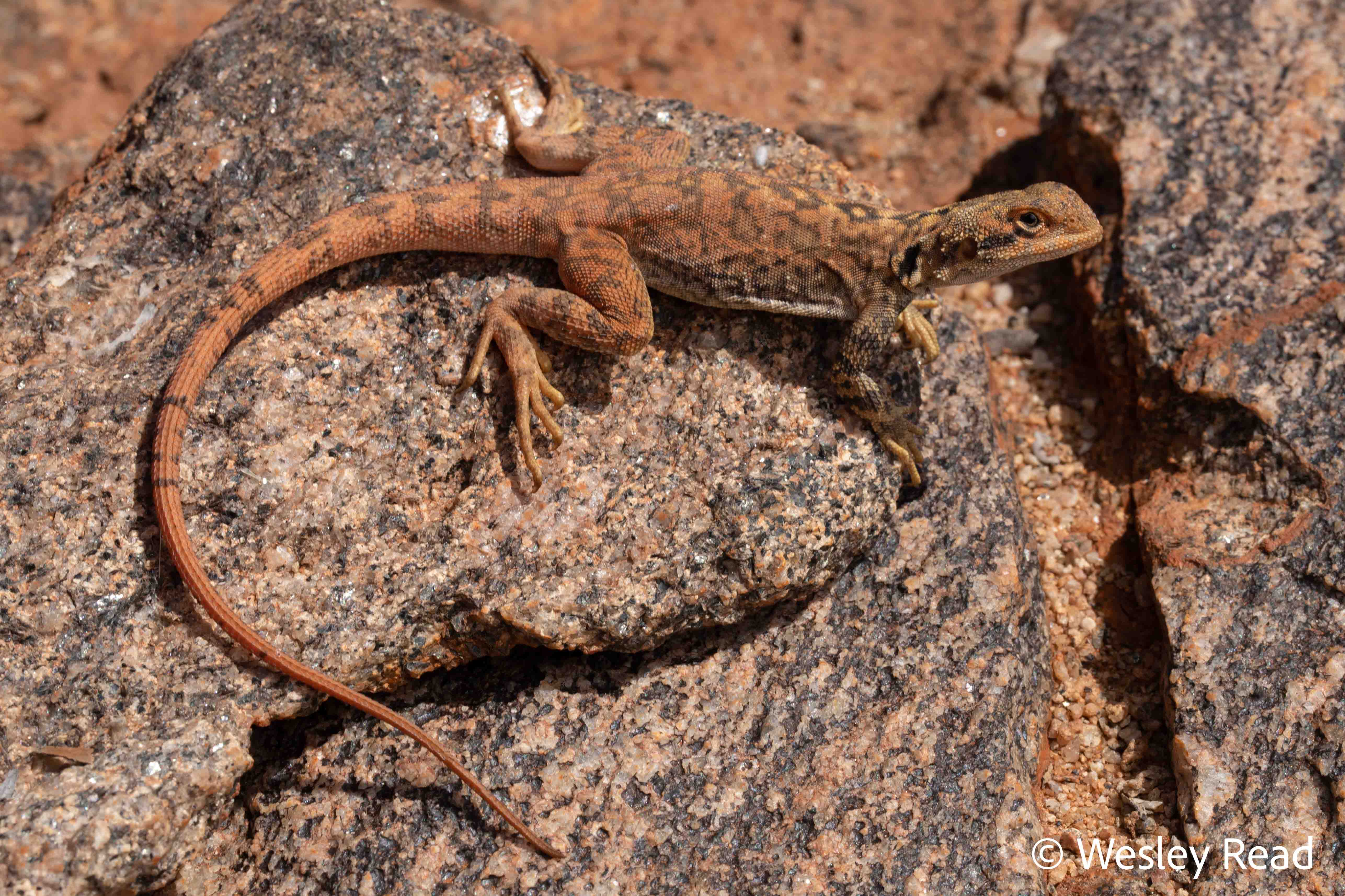 Ctenophorus yinnietharra