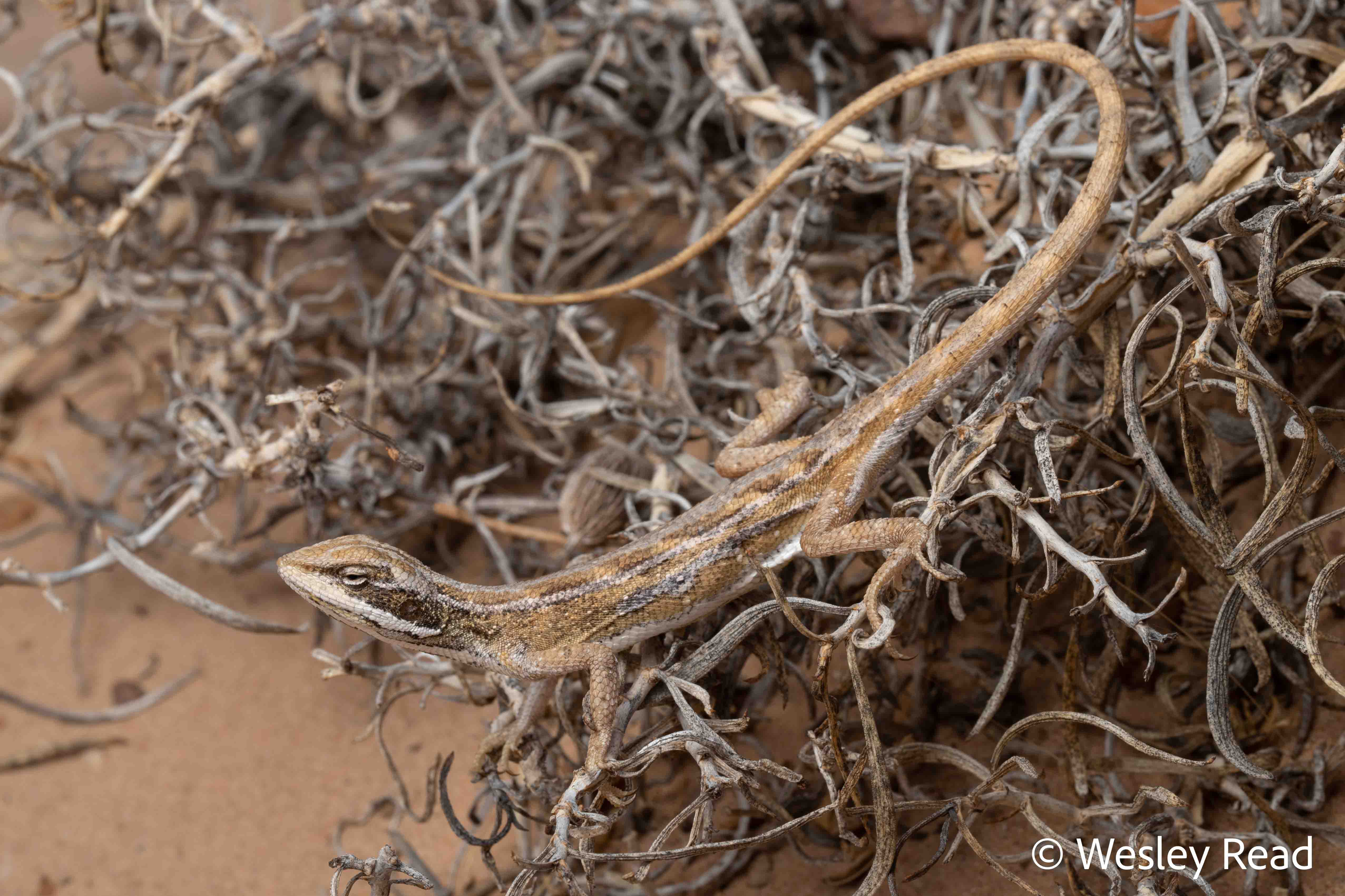 Ctenophorus winneckei