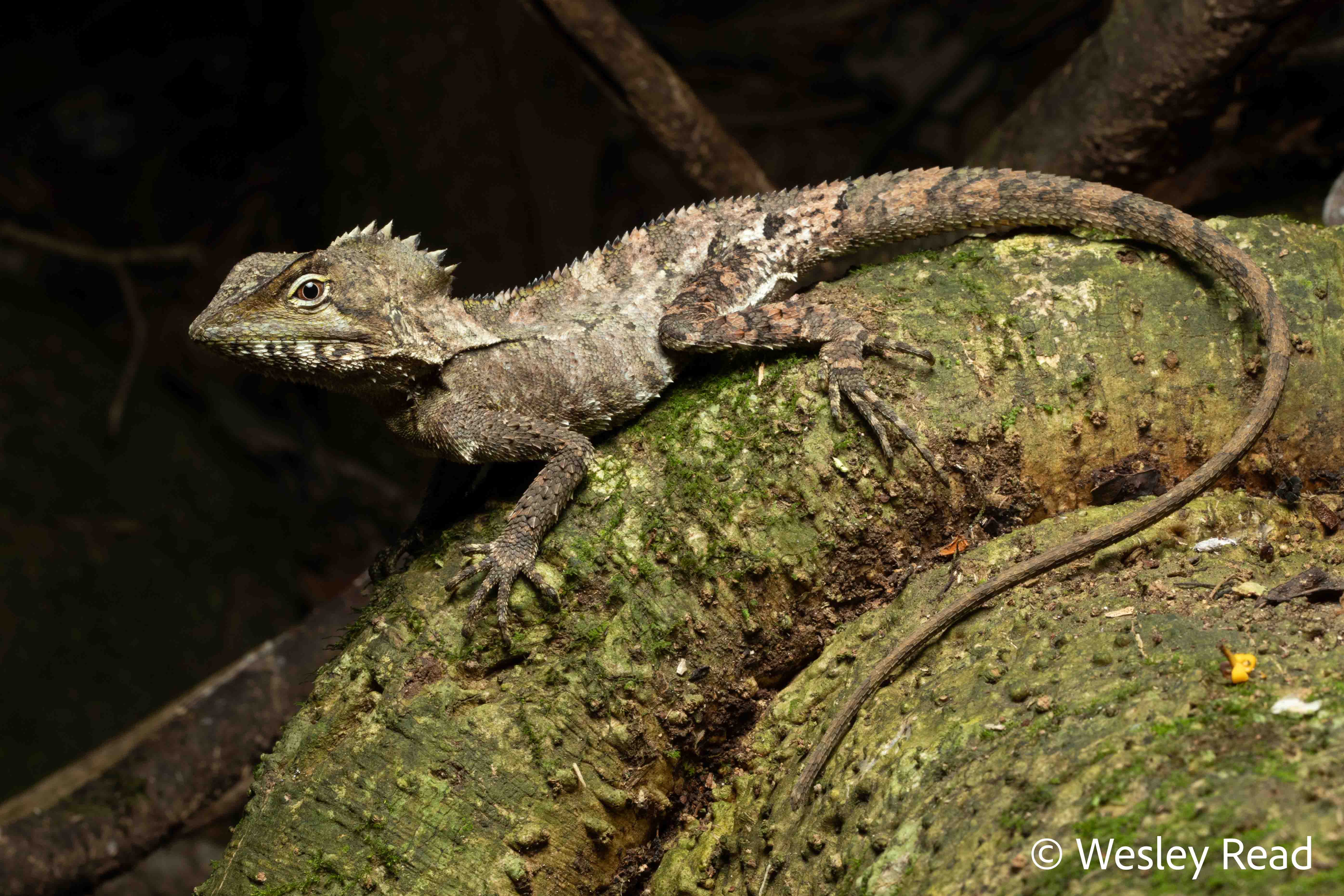 Lophosaurus spinipes
