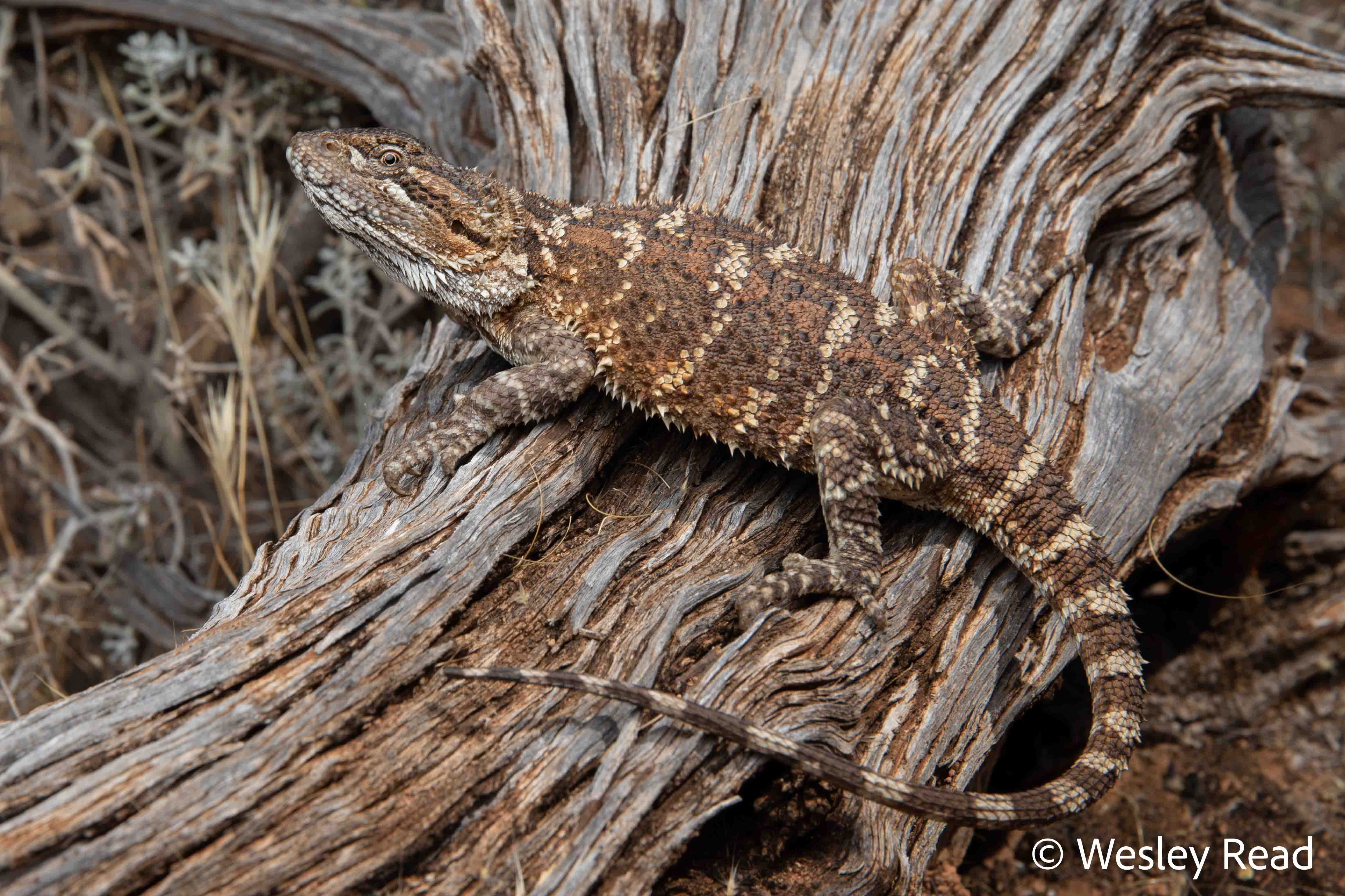 Pogona nullarbor