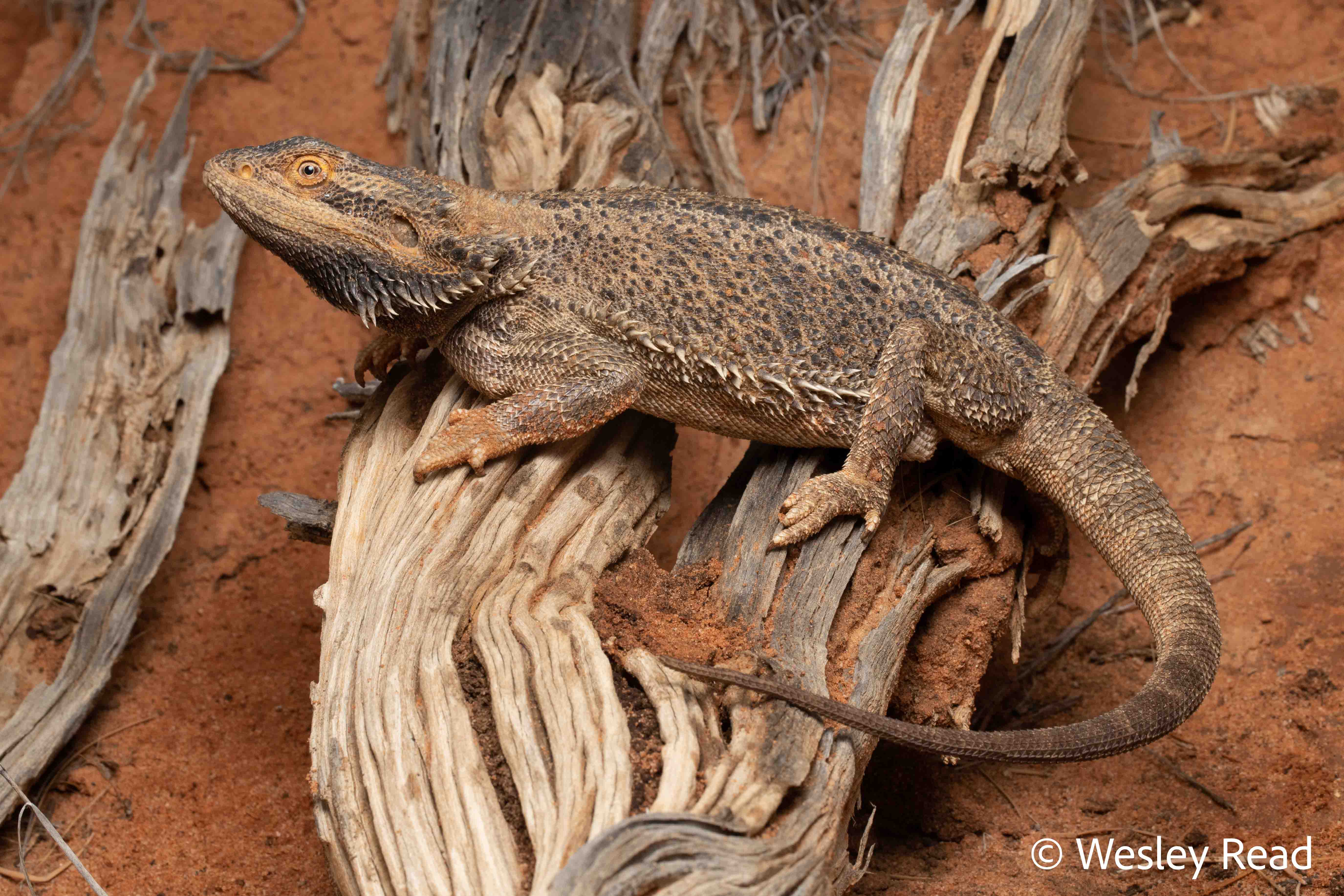 Pogona vitticeps
