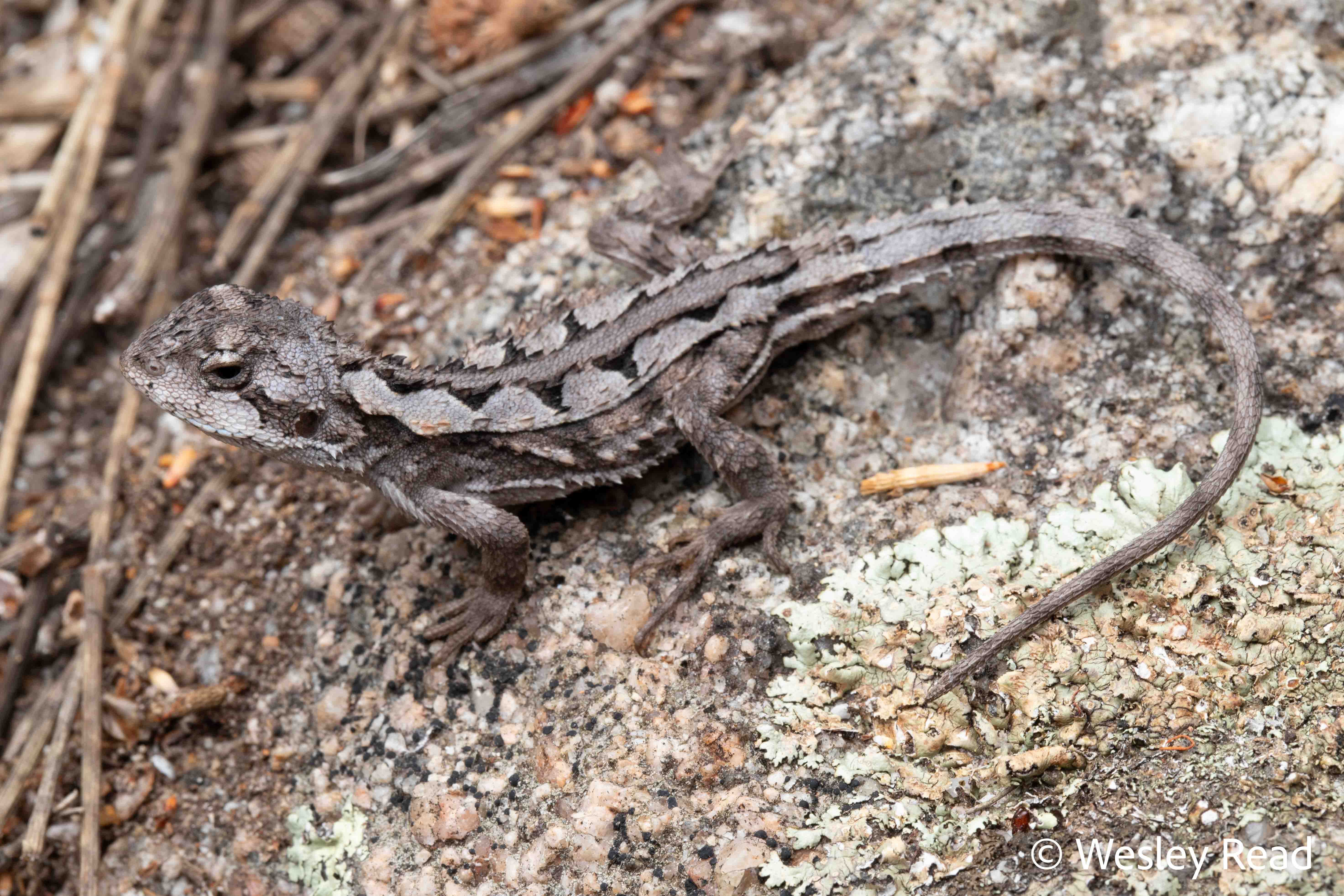 Rankinia diemensis