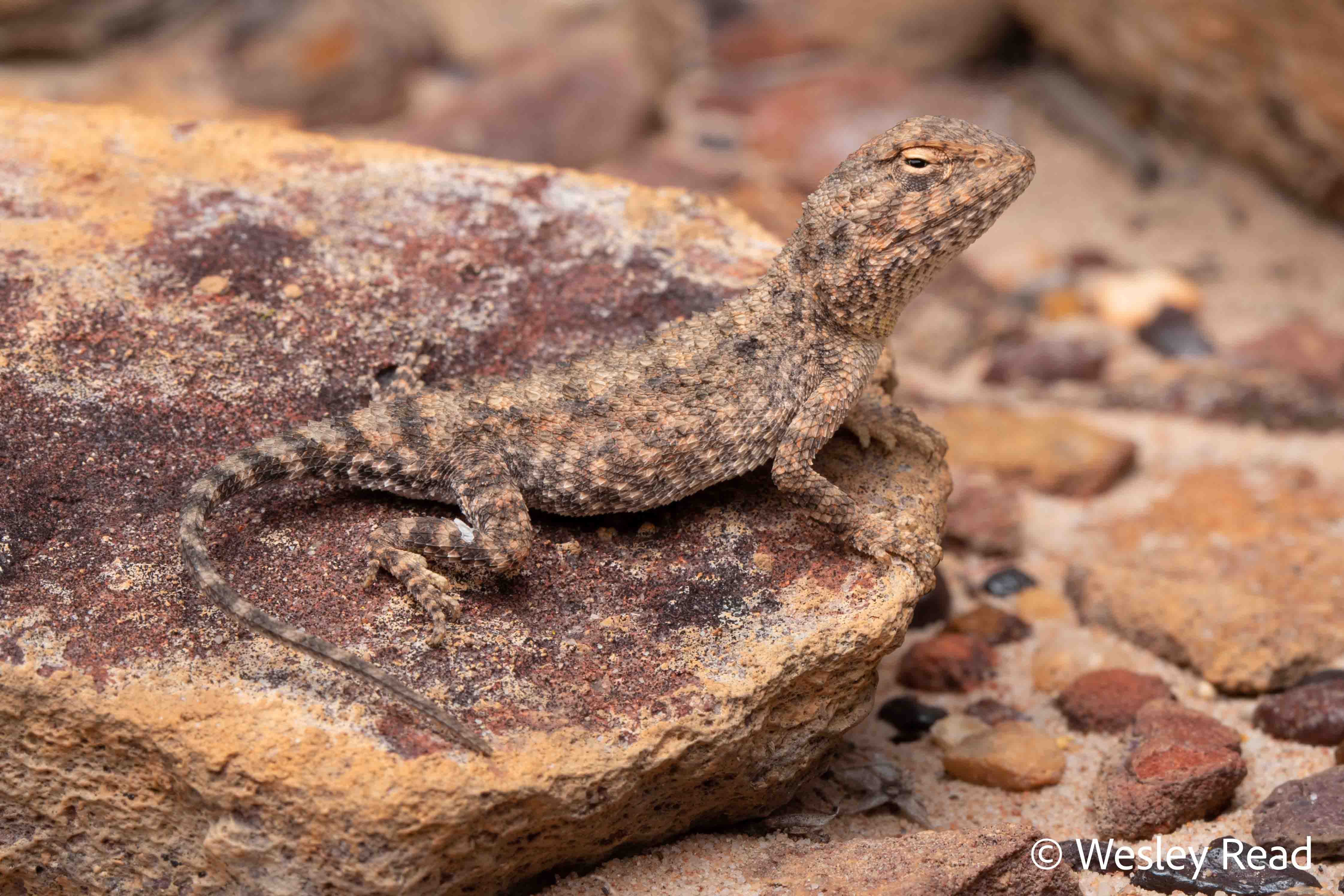 Tympanocryptis einasleighensis