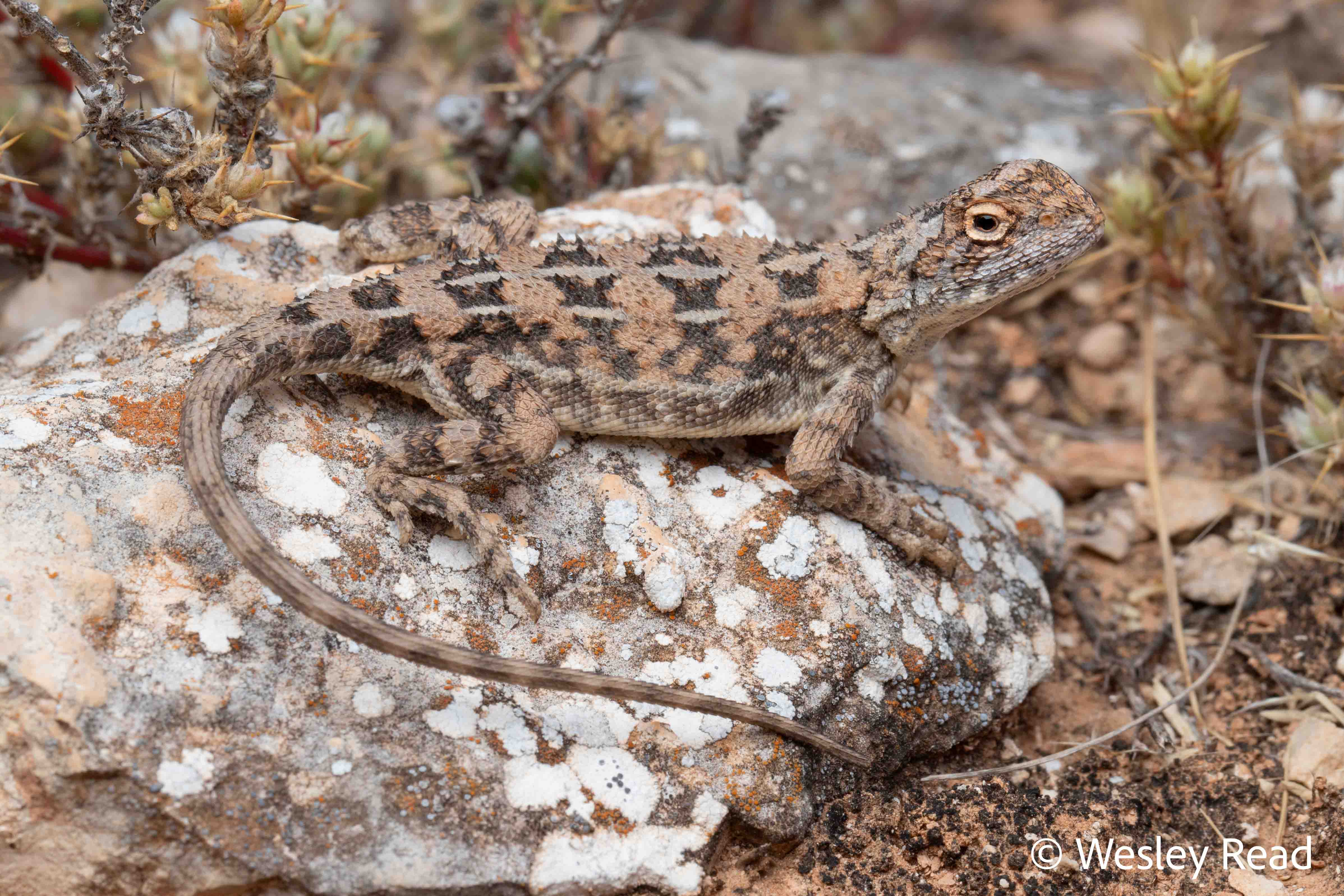 Tympanocryptis houstoni