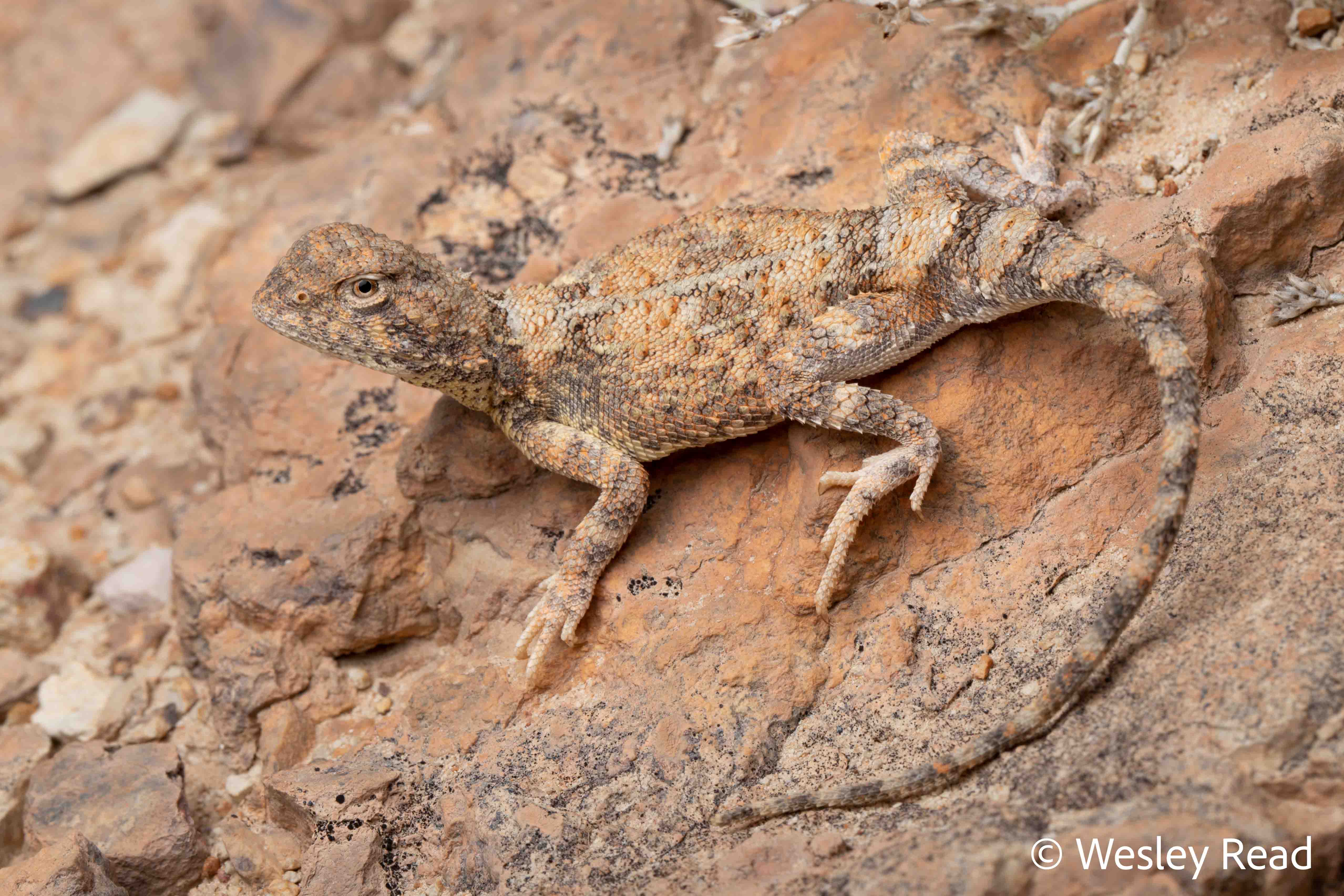 Tympanocryptis intima
