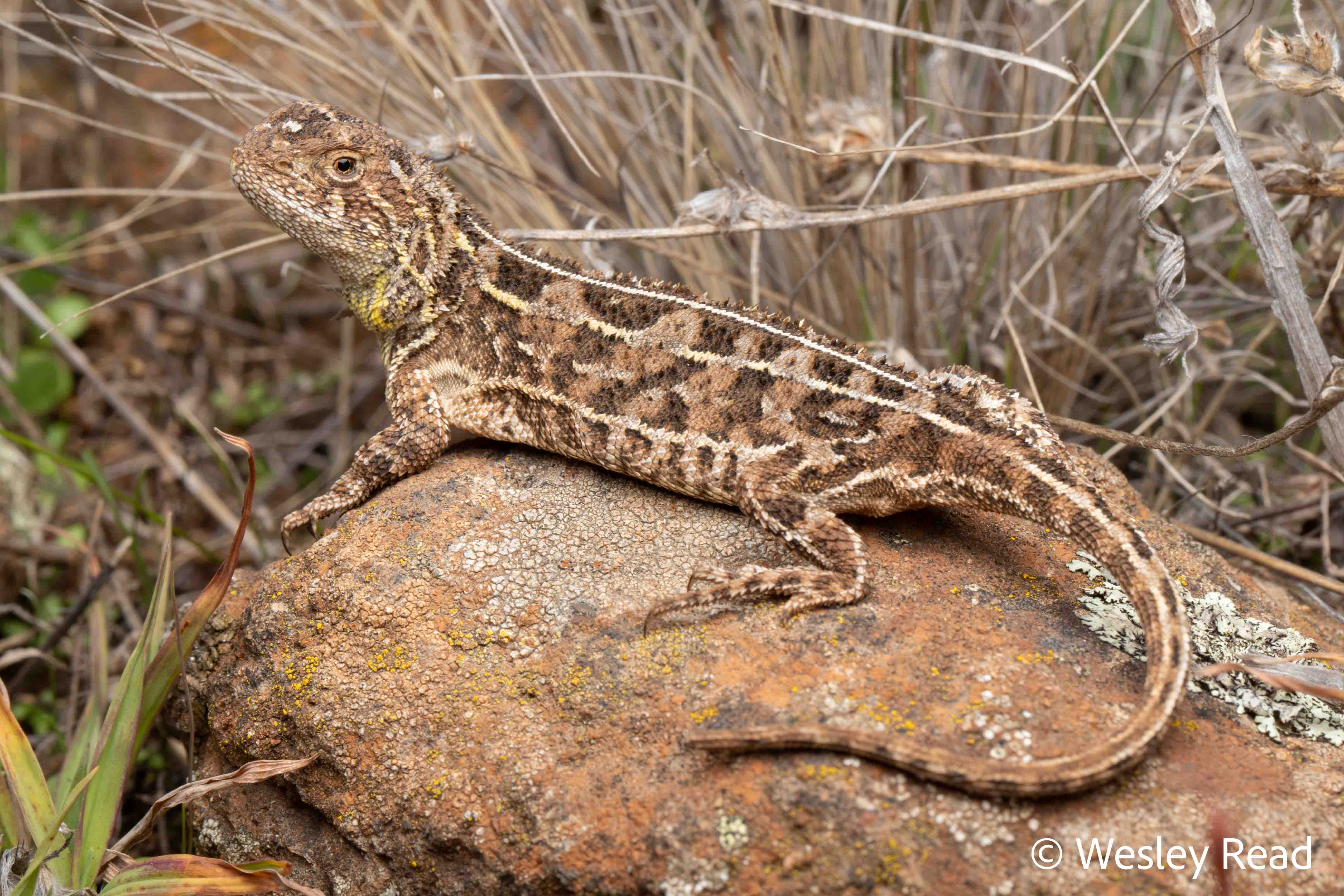 Tympanocryptis osbornei