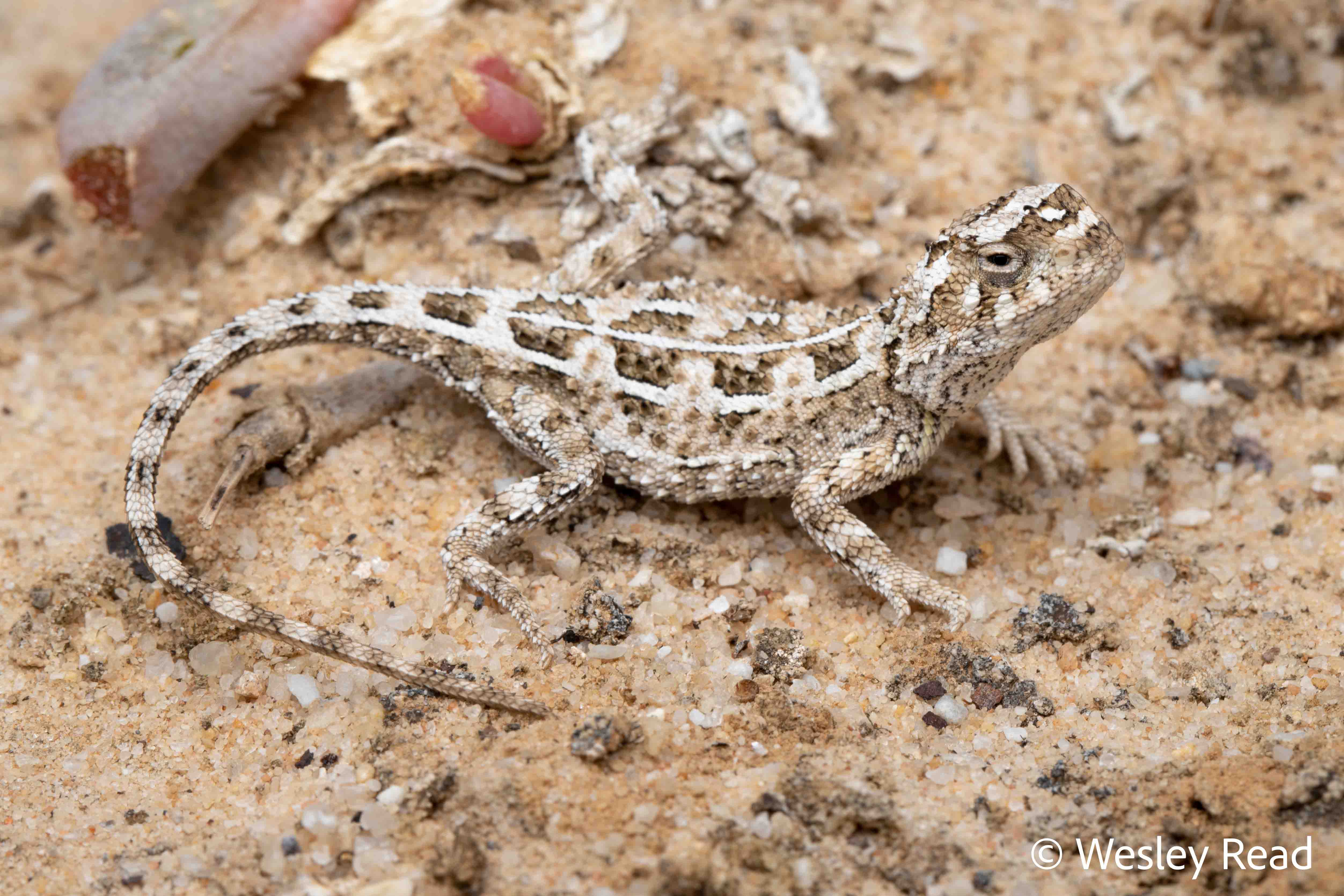 Tympanocryptis petersi