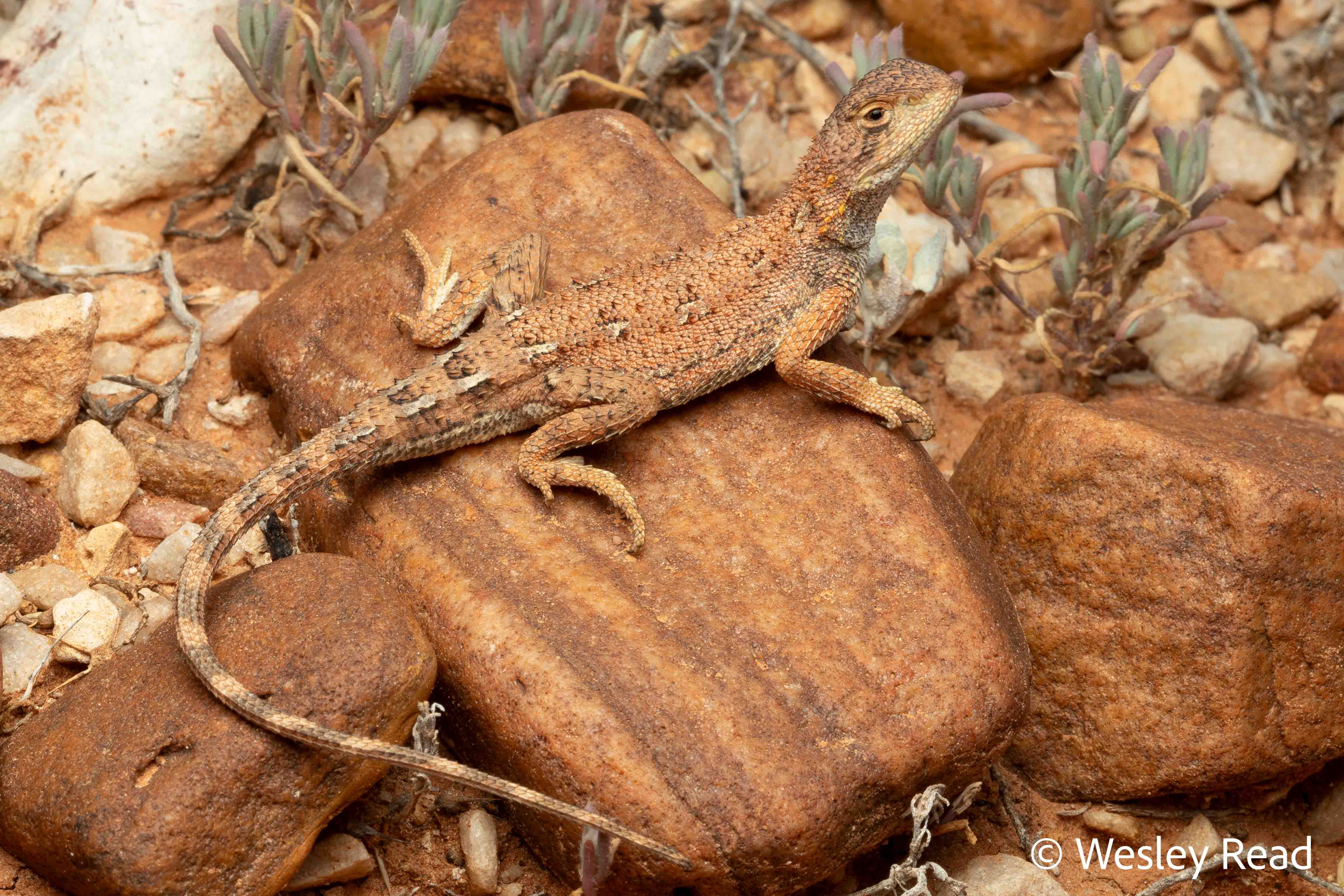 Tympanocryptis tetraporaphora