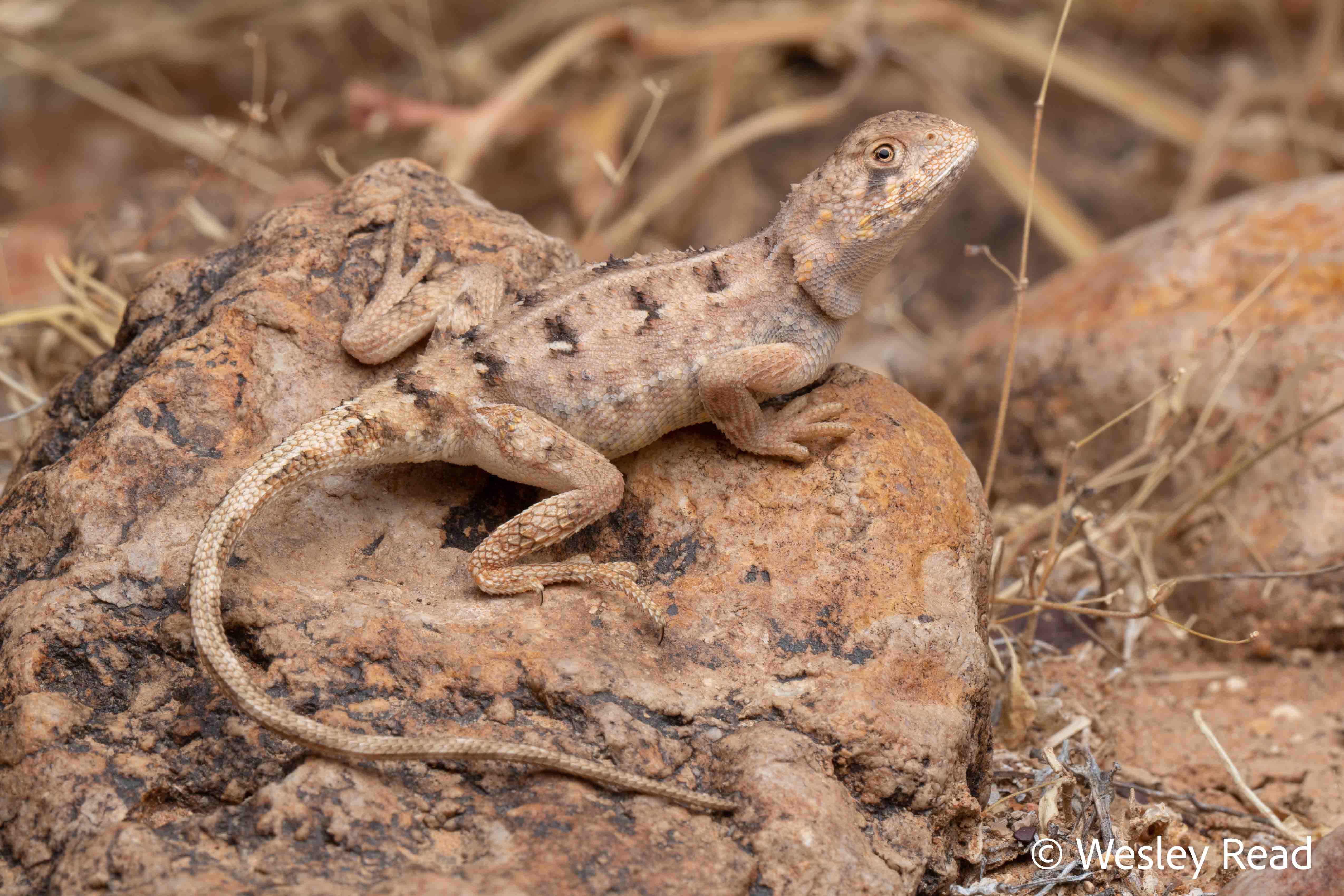 Tympanocryptis tetraporaphora