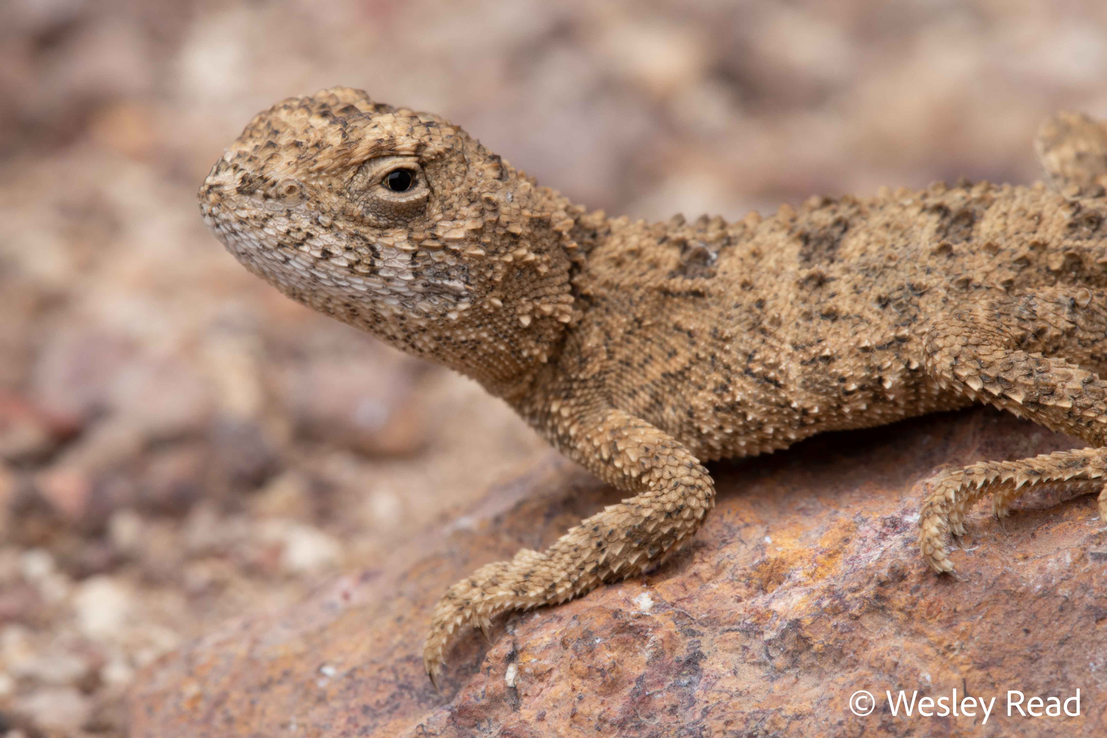 Tympanocryptis wilsoni