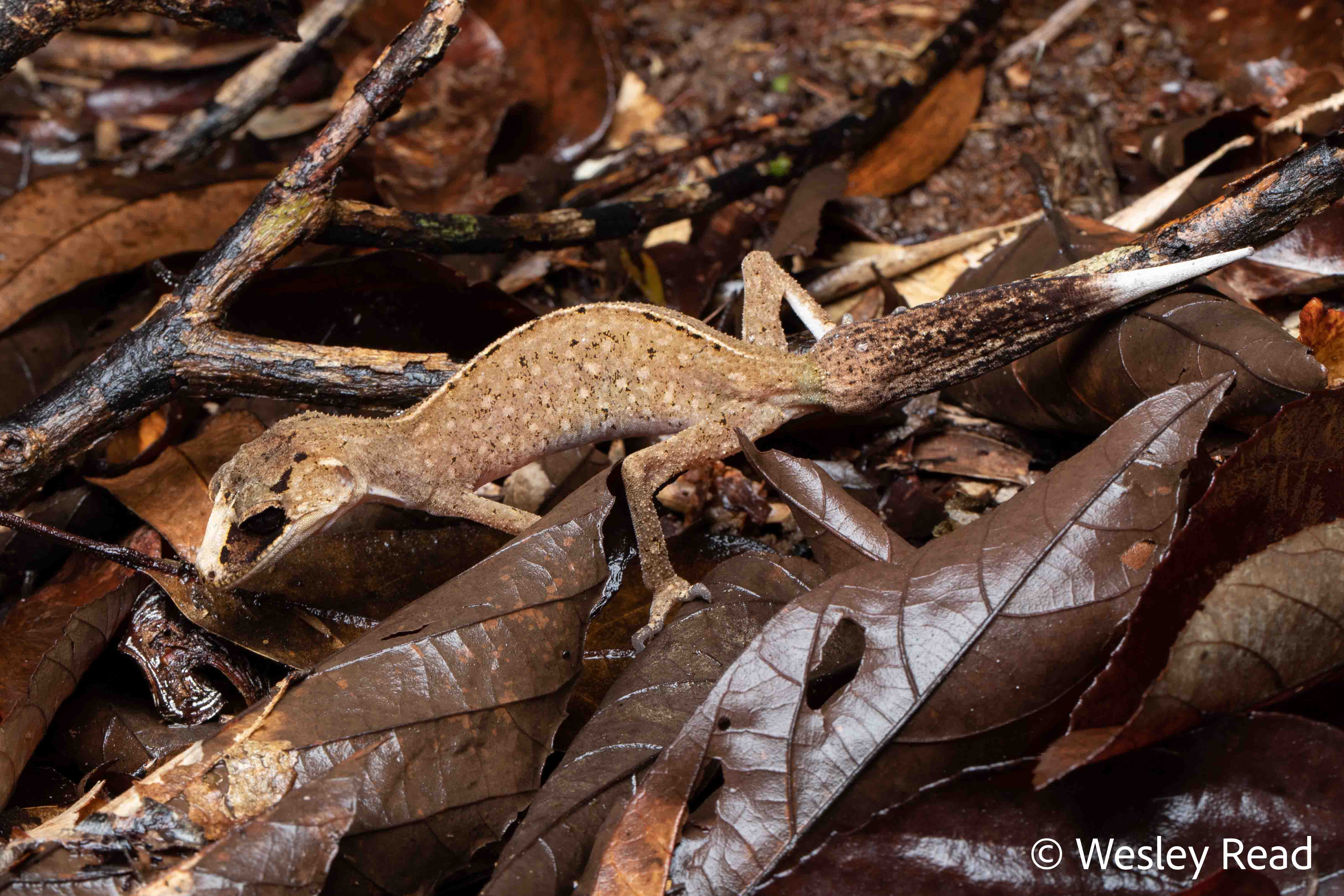 Carphodactylus laevis