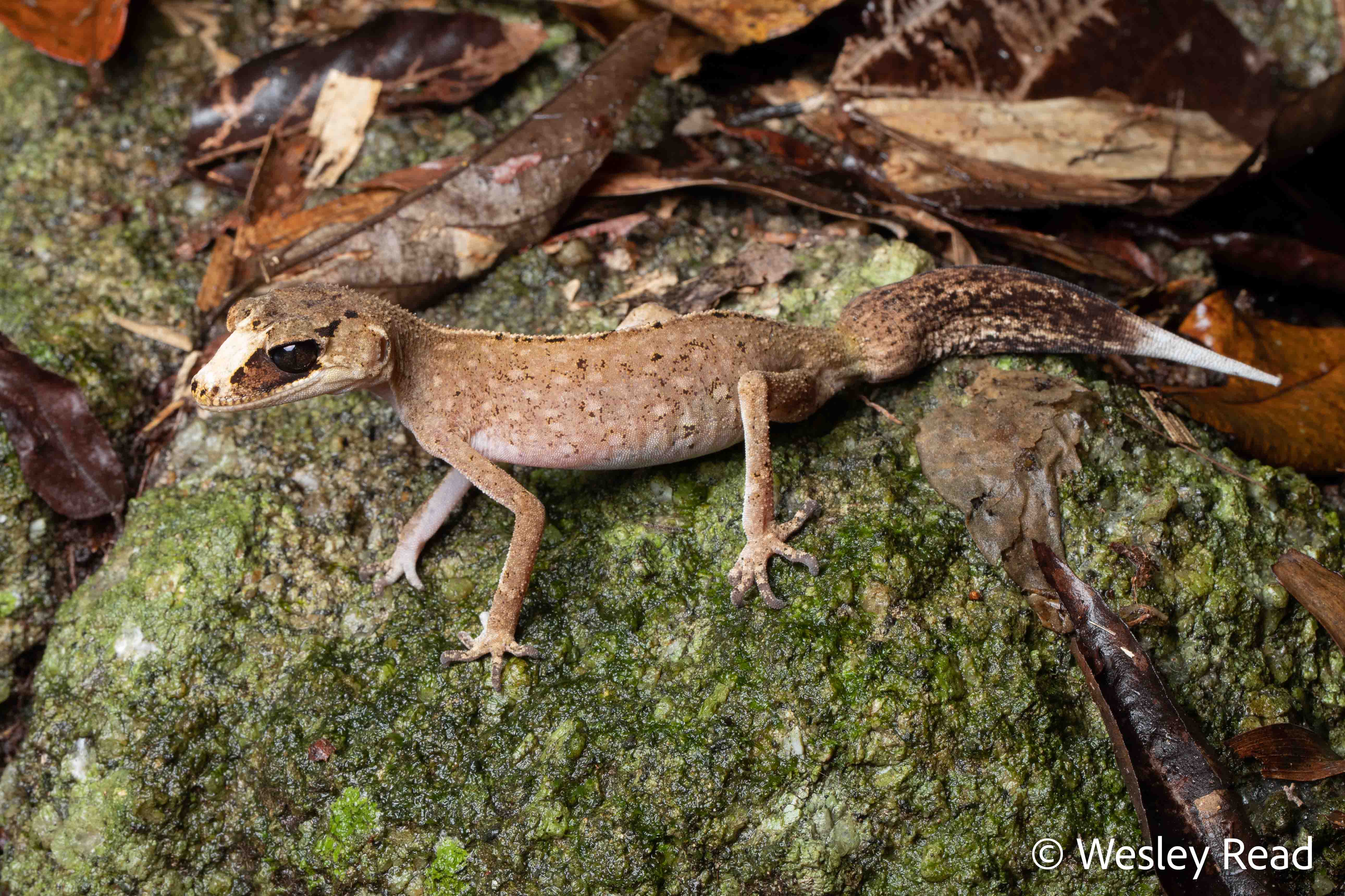 Carphodactylus laevis
