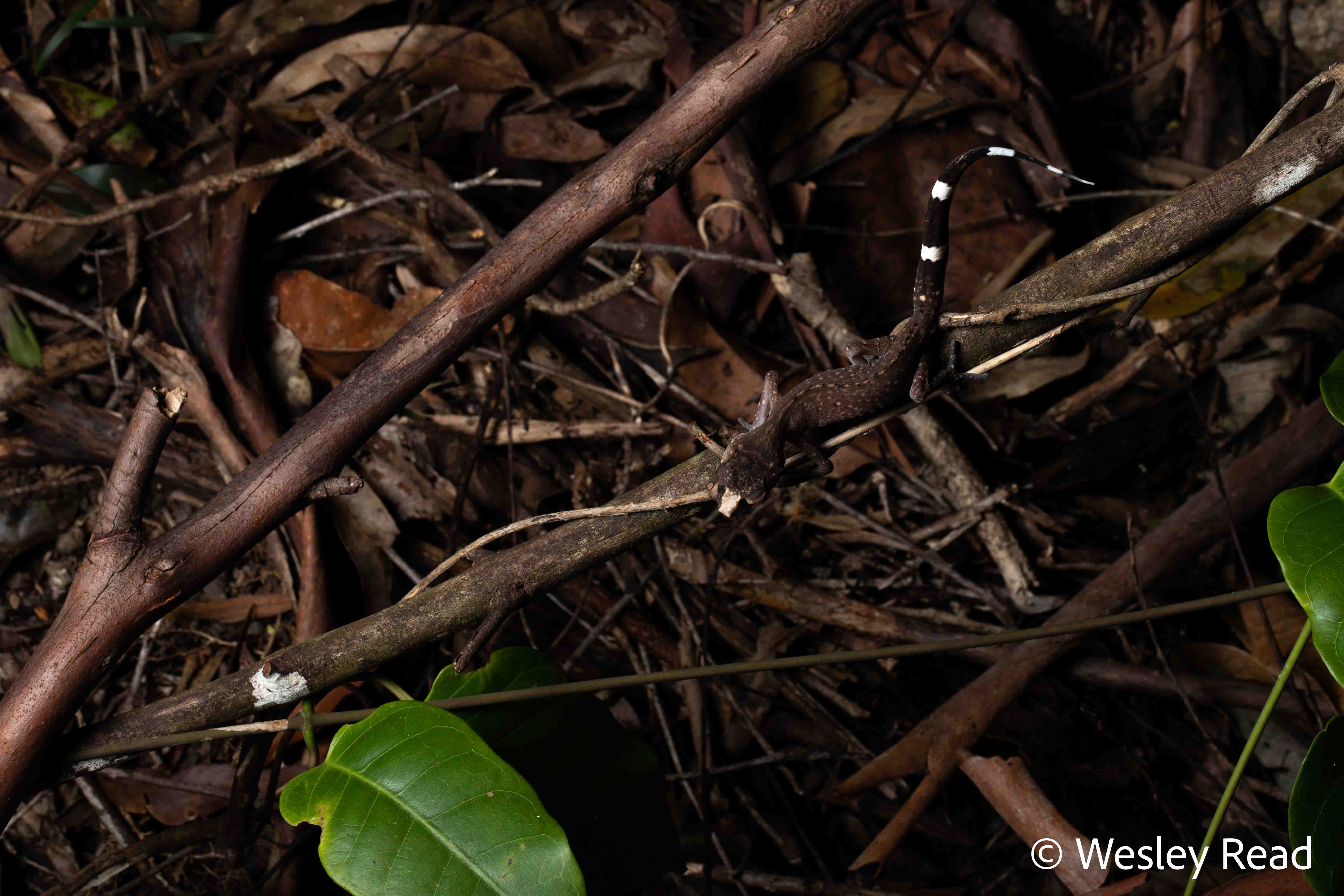Carphodactylus laevis