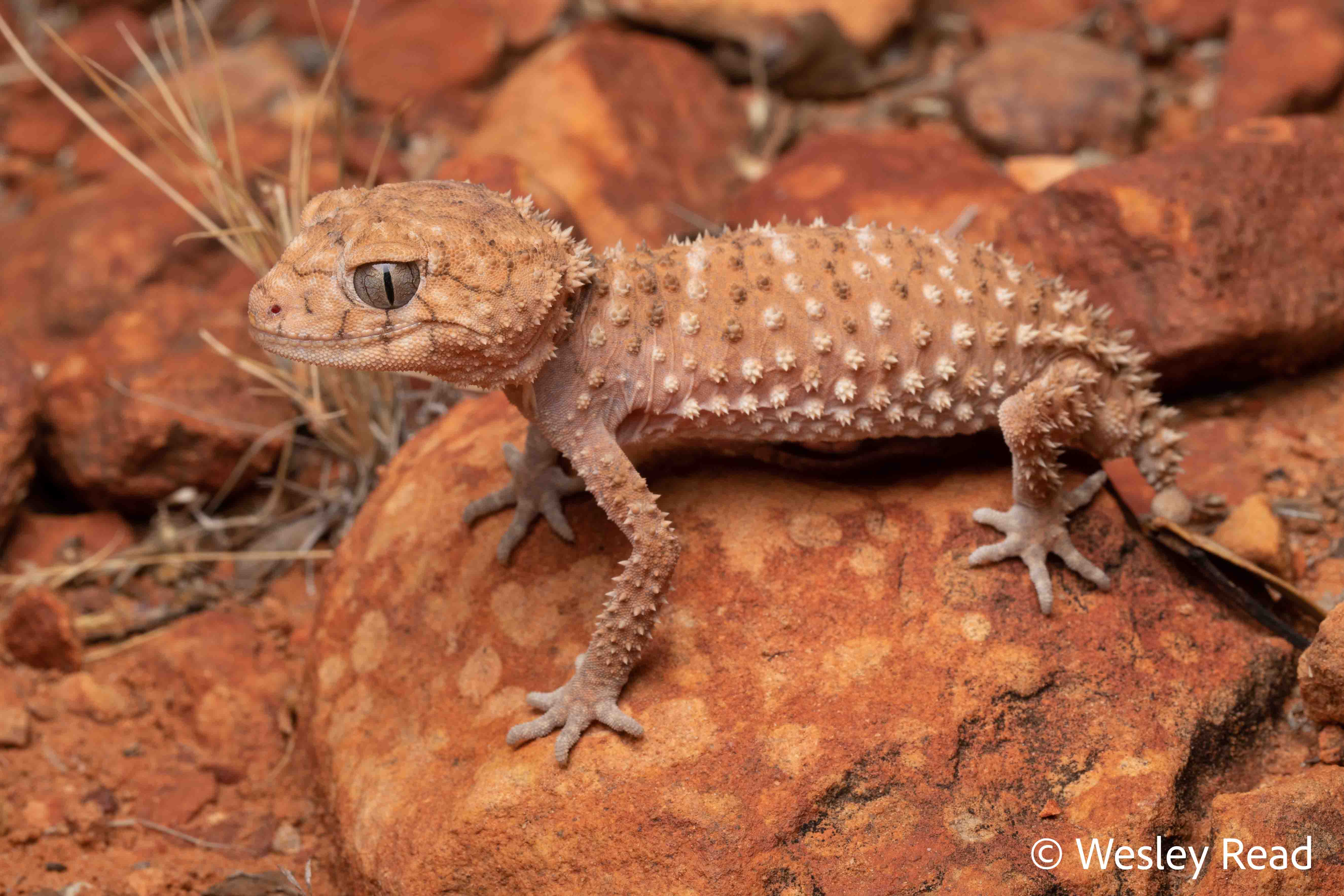 Nephrurus amyae