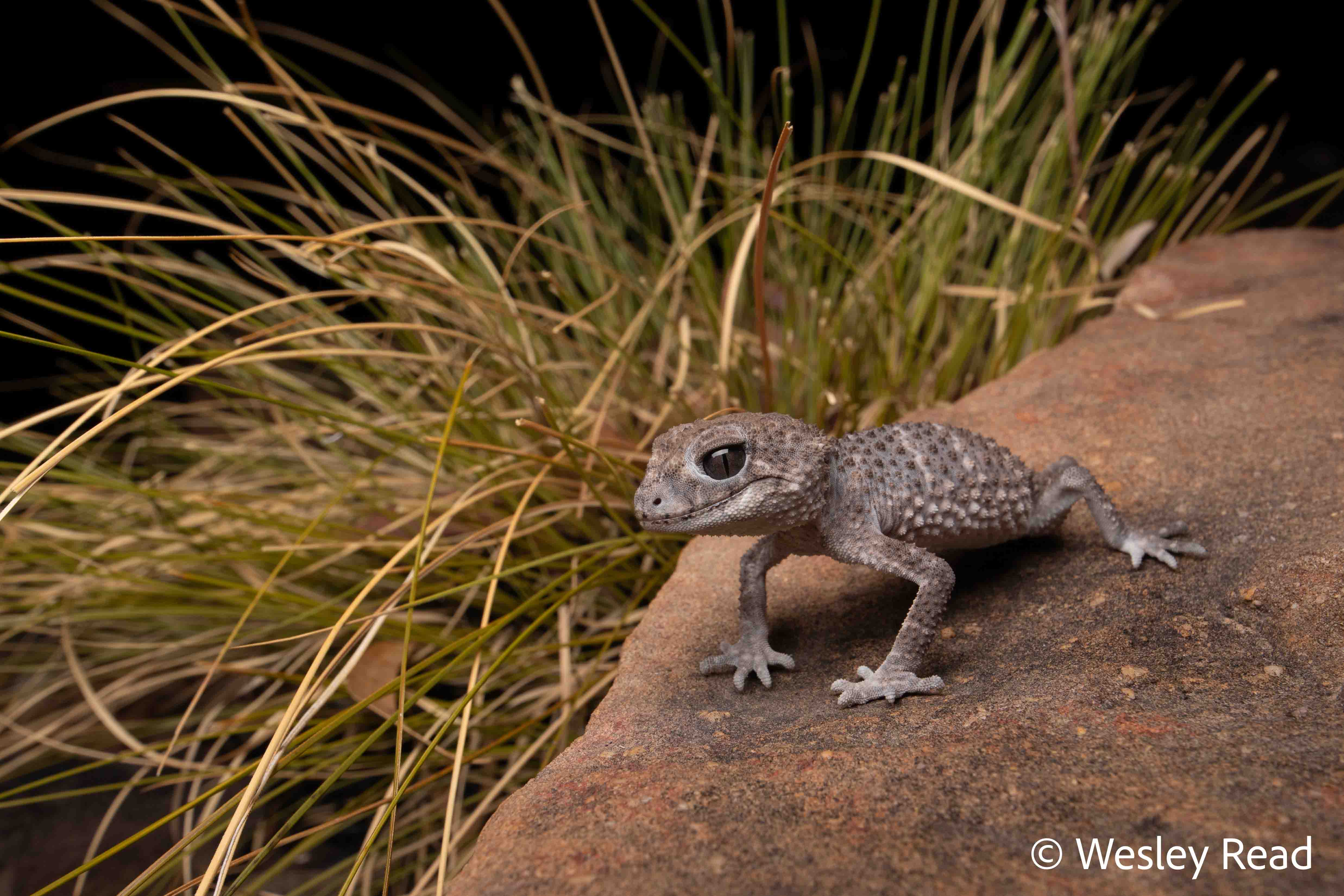 Nephrurus asper