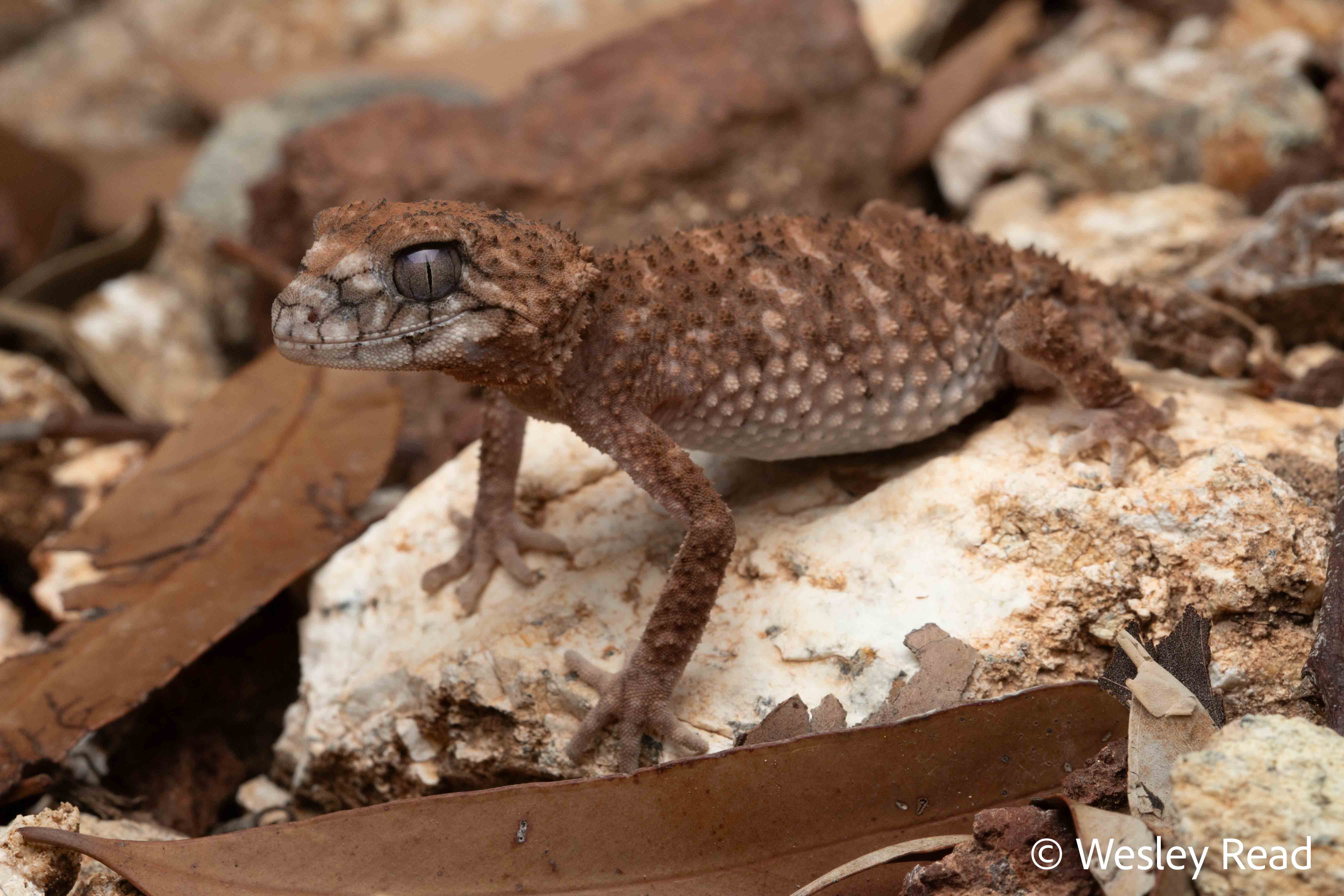 Nephrurus asper