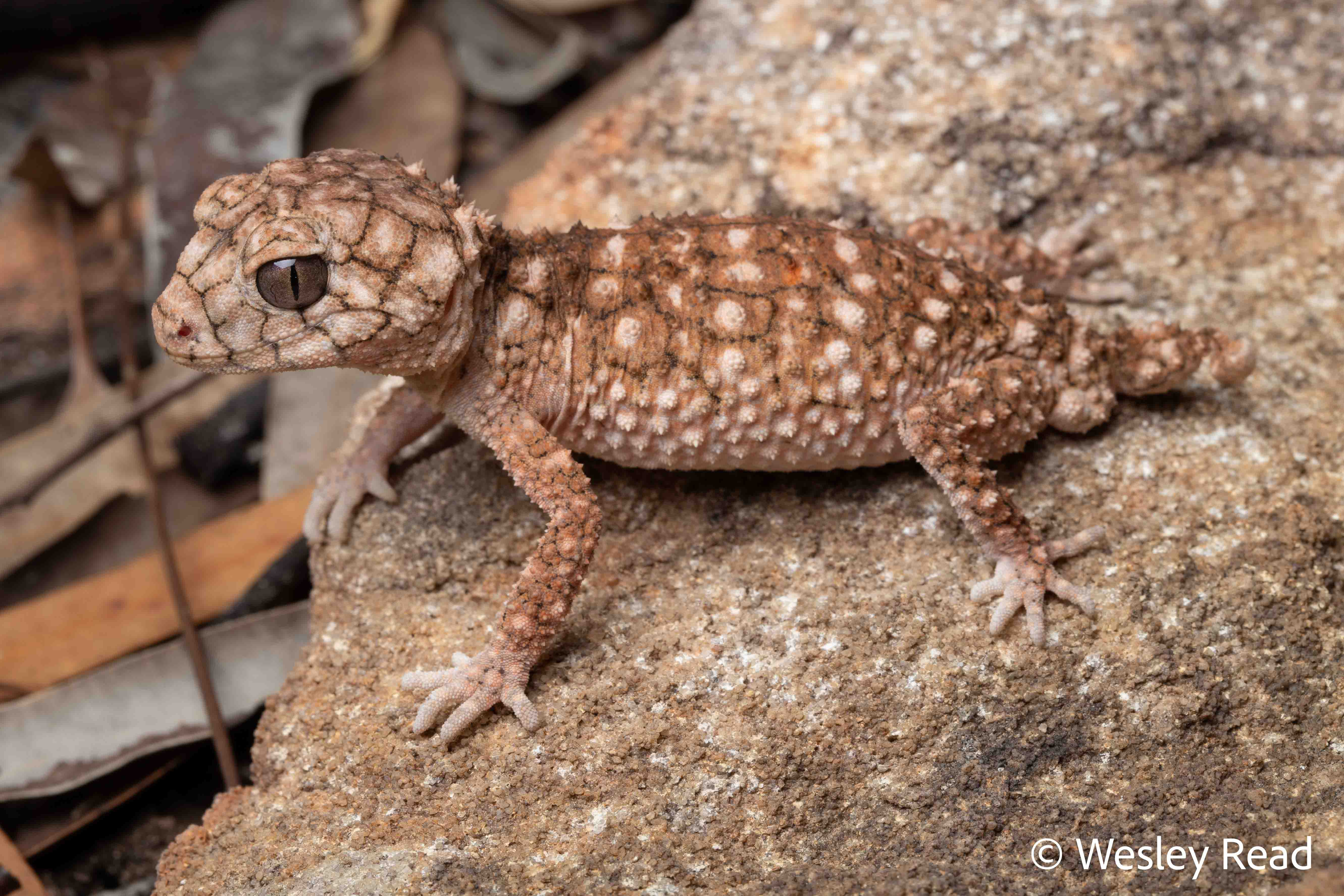 Nephrurus asper