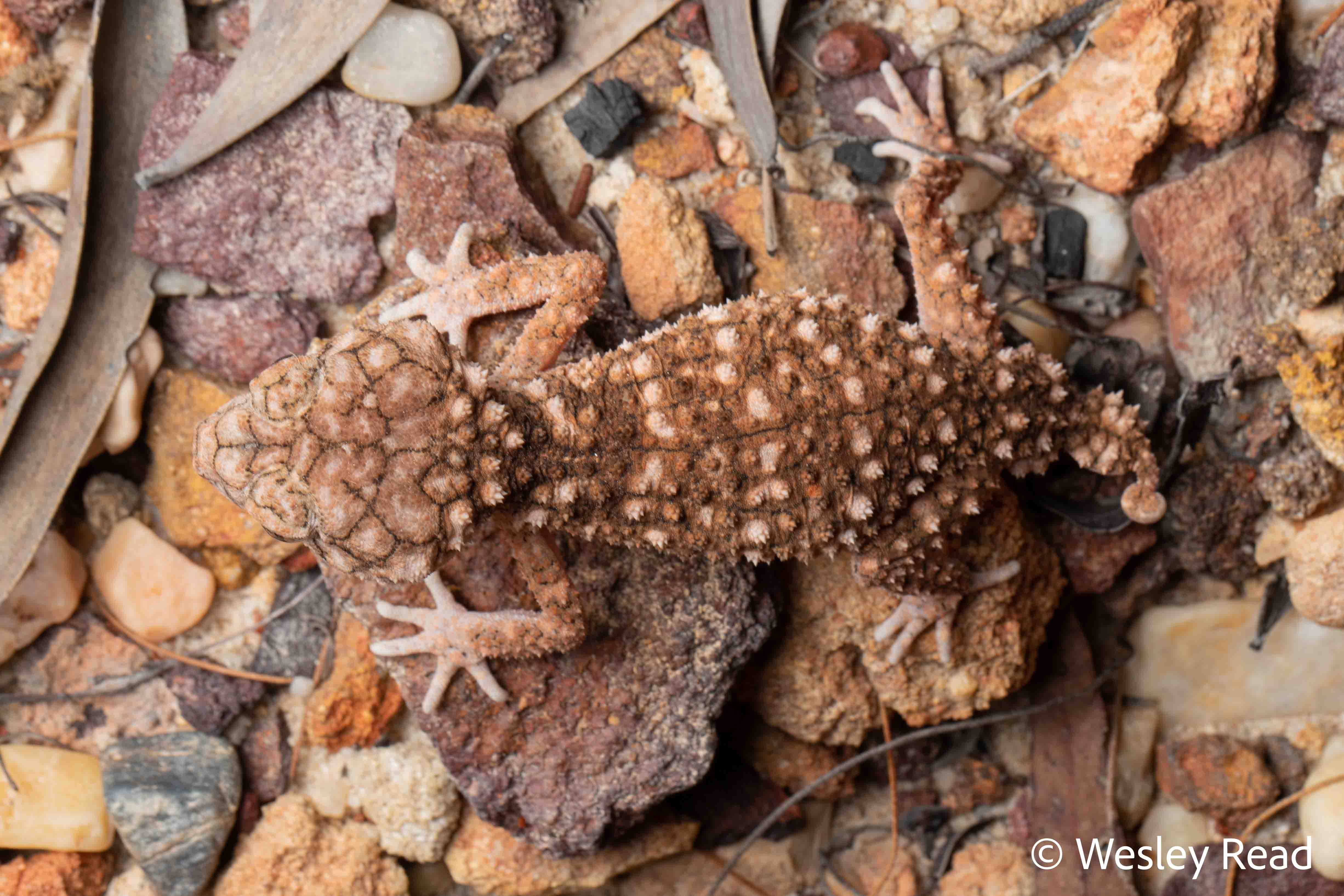 Nephrurus asper