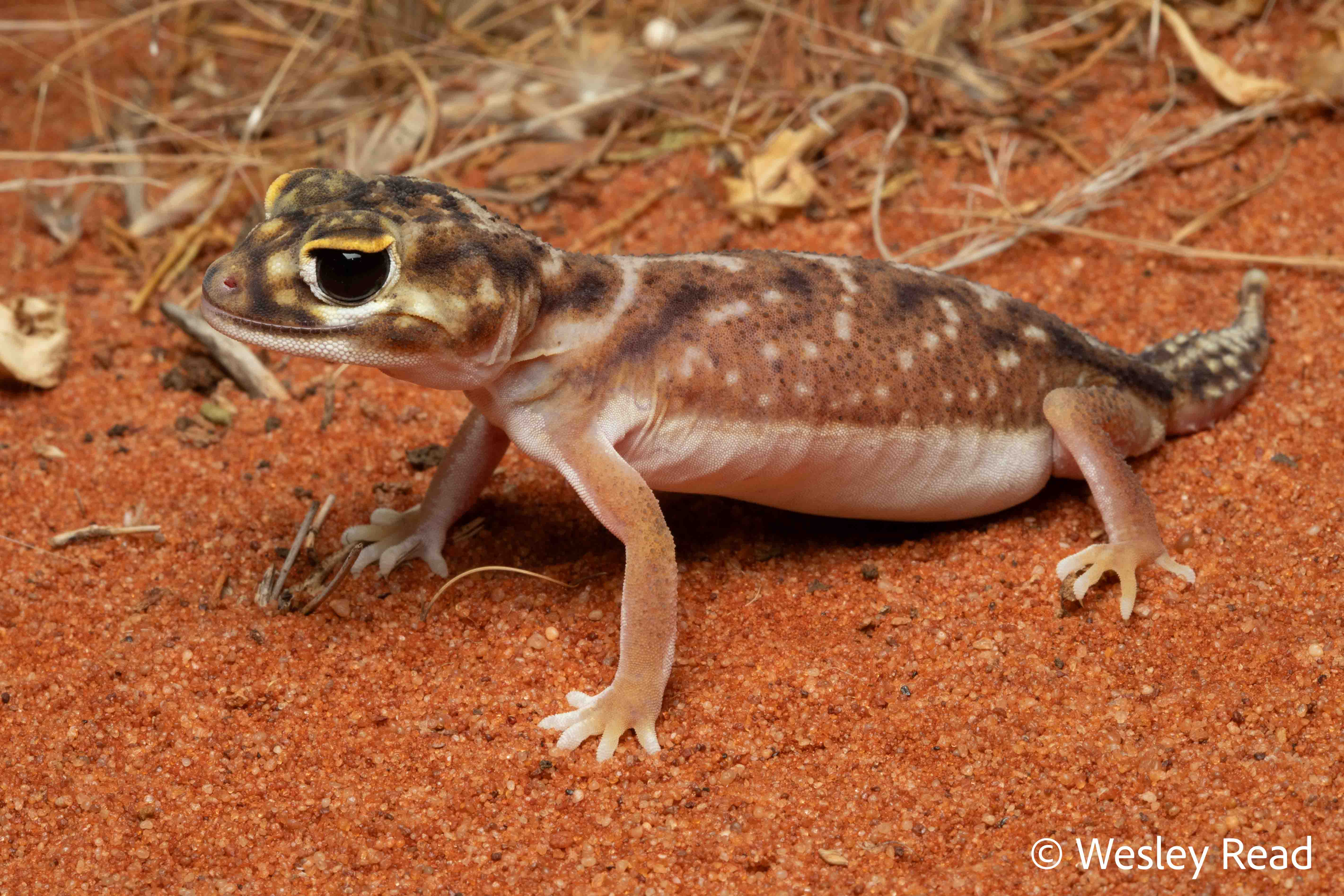 Nephrurus deleani