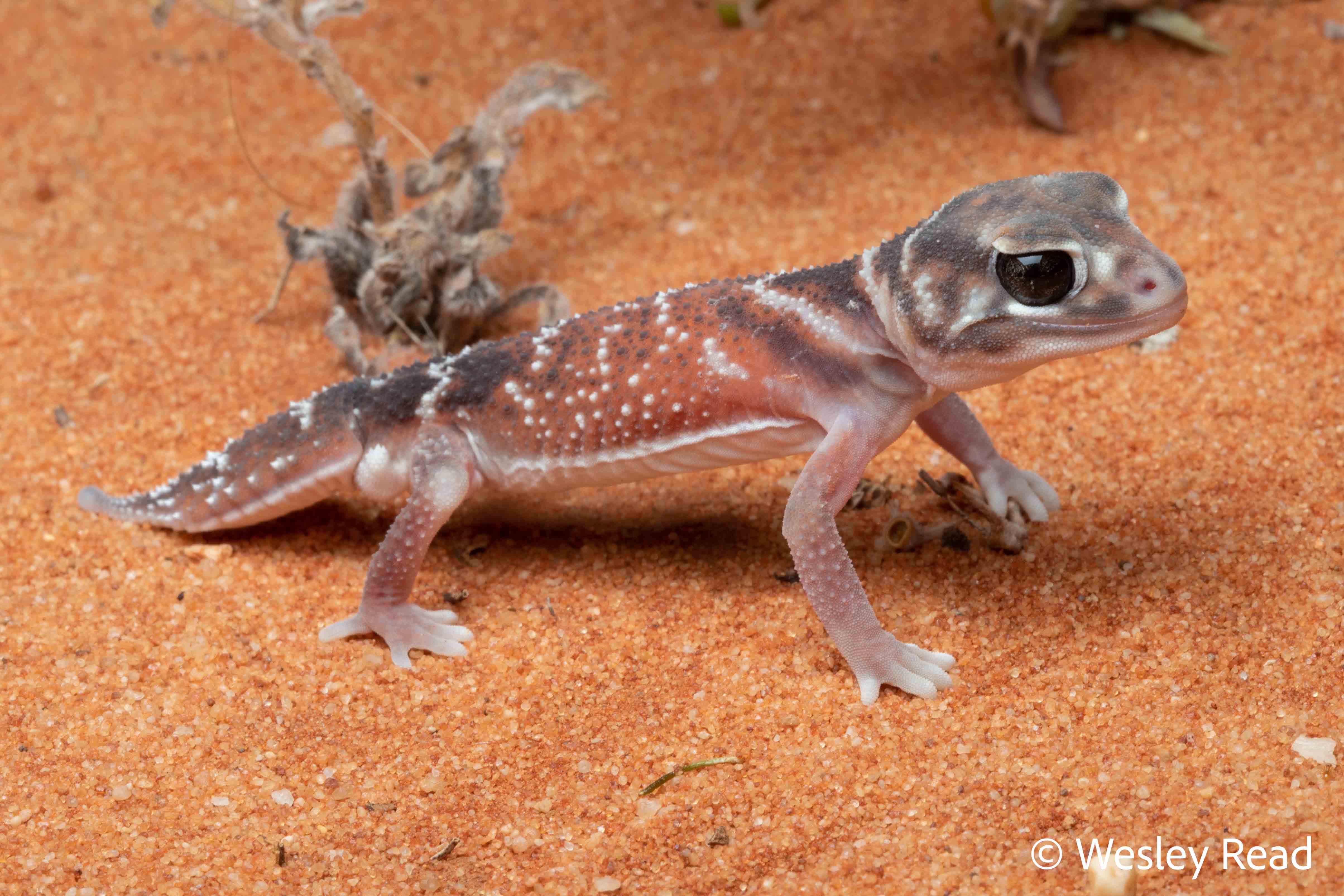 Nephrurus levis