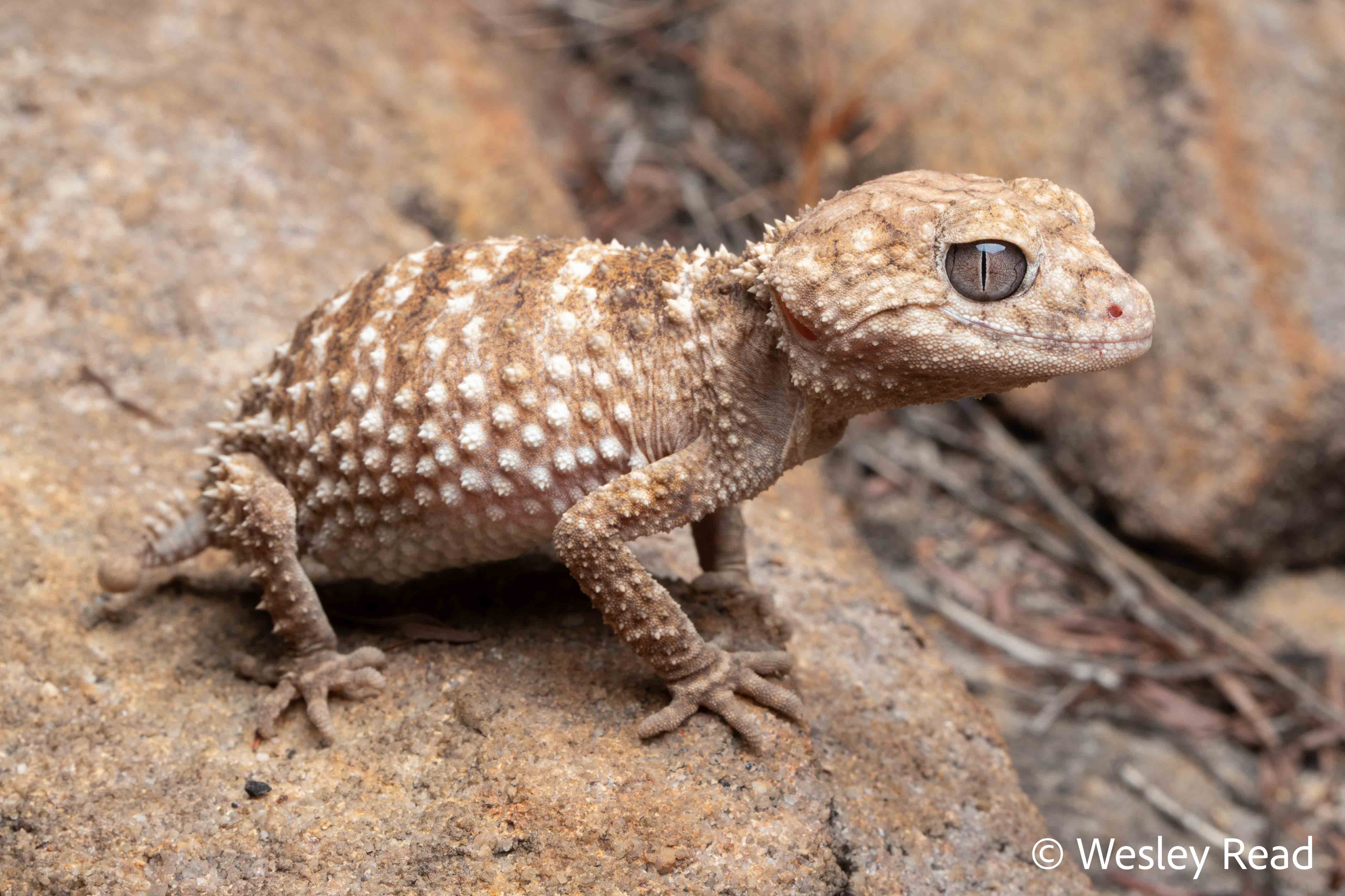 Nephrurus sheai