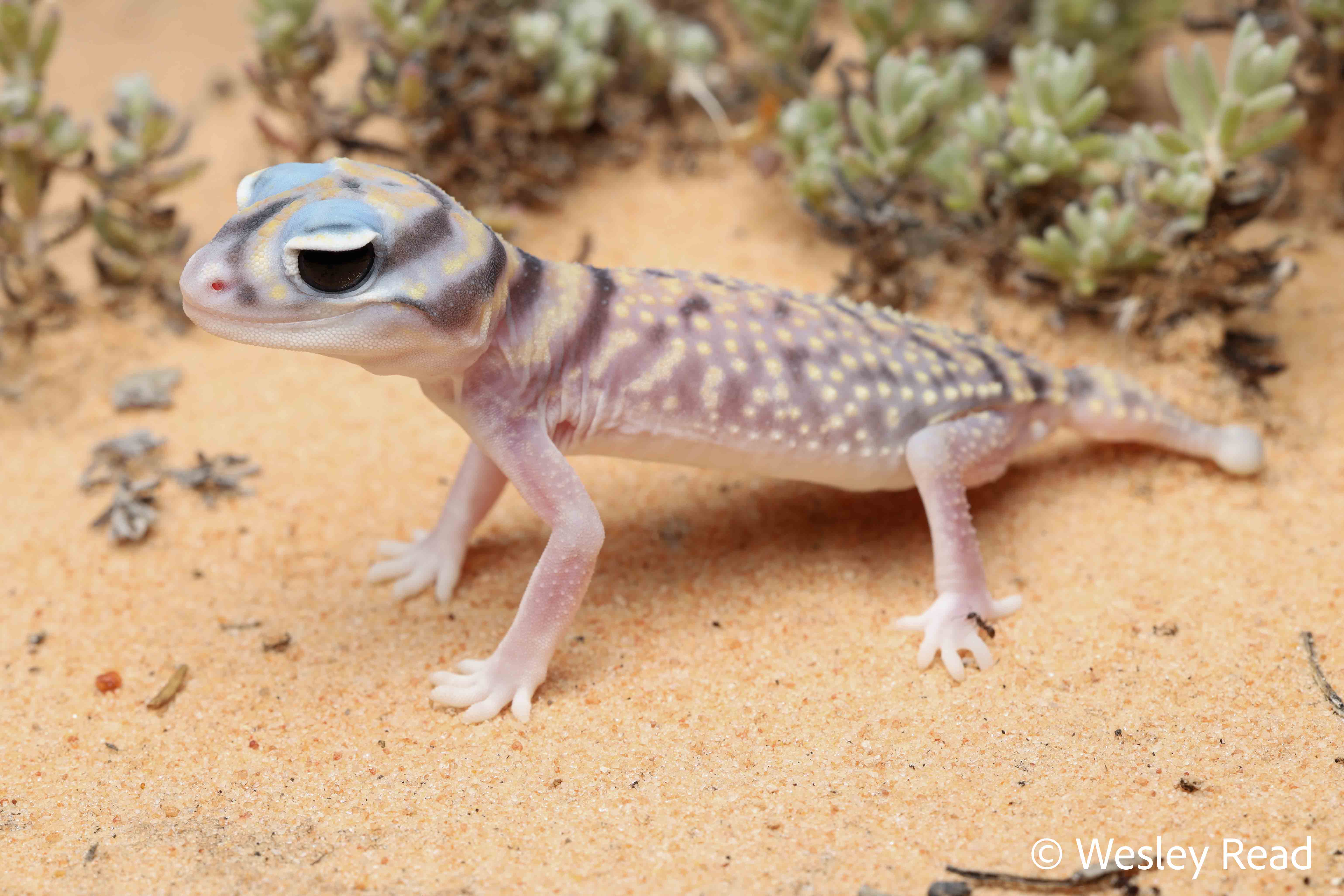 Nephrurus stellatus