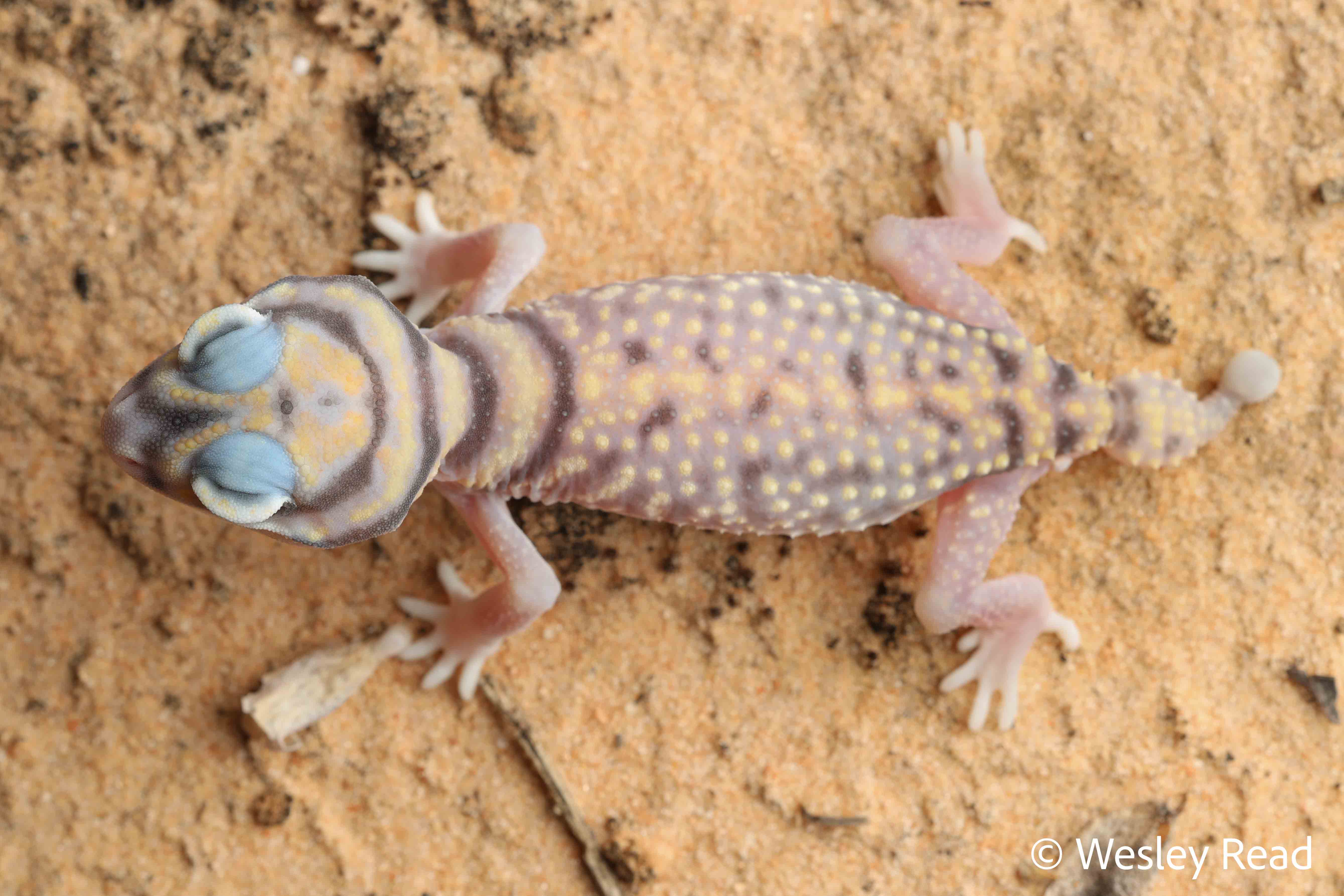Nephrurus stellatus
