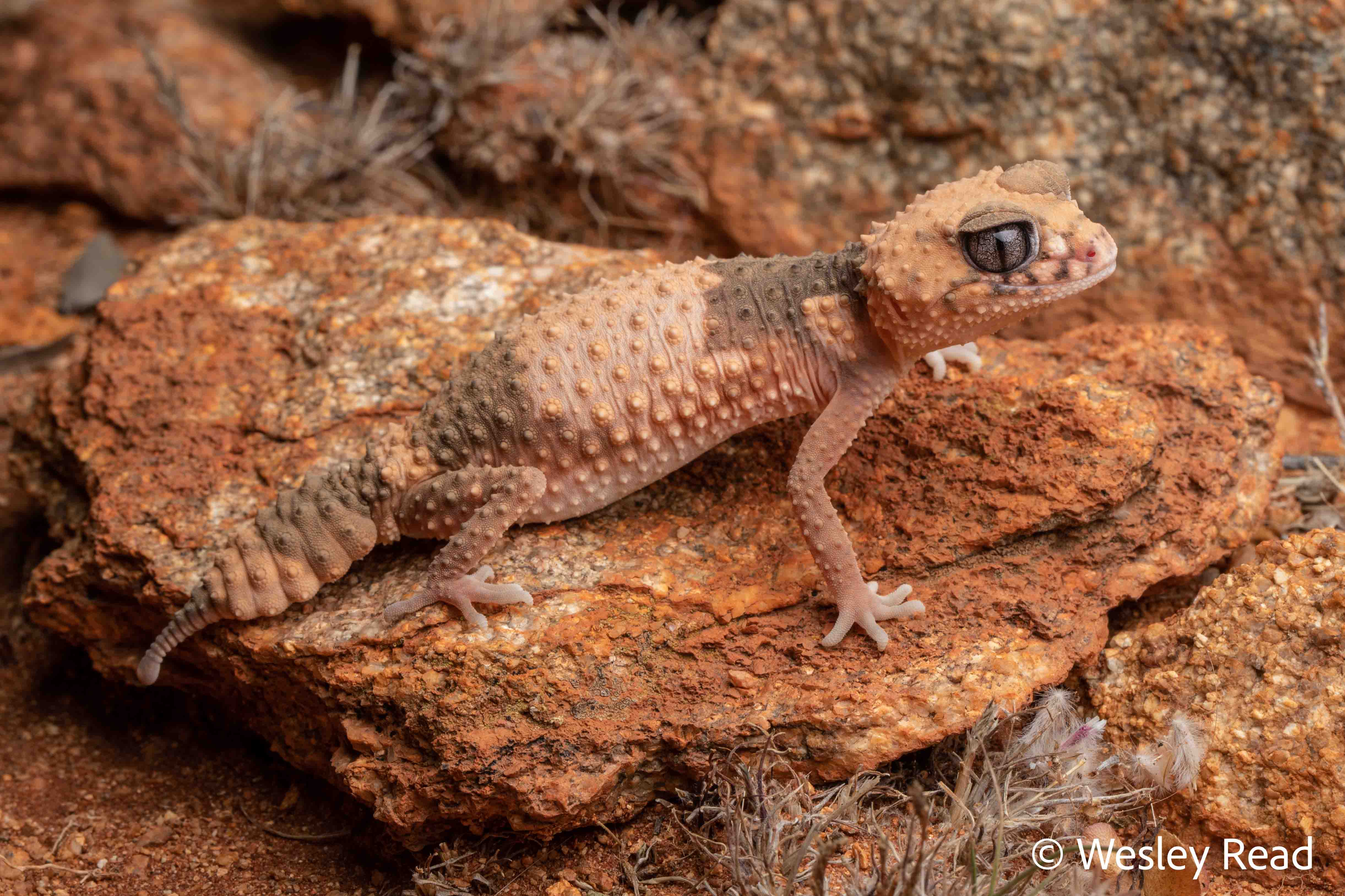 Nephrurus wheeleri