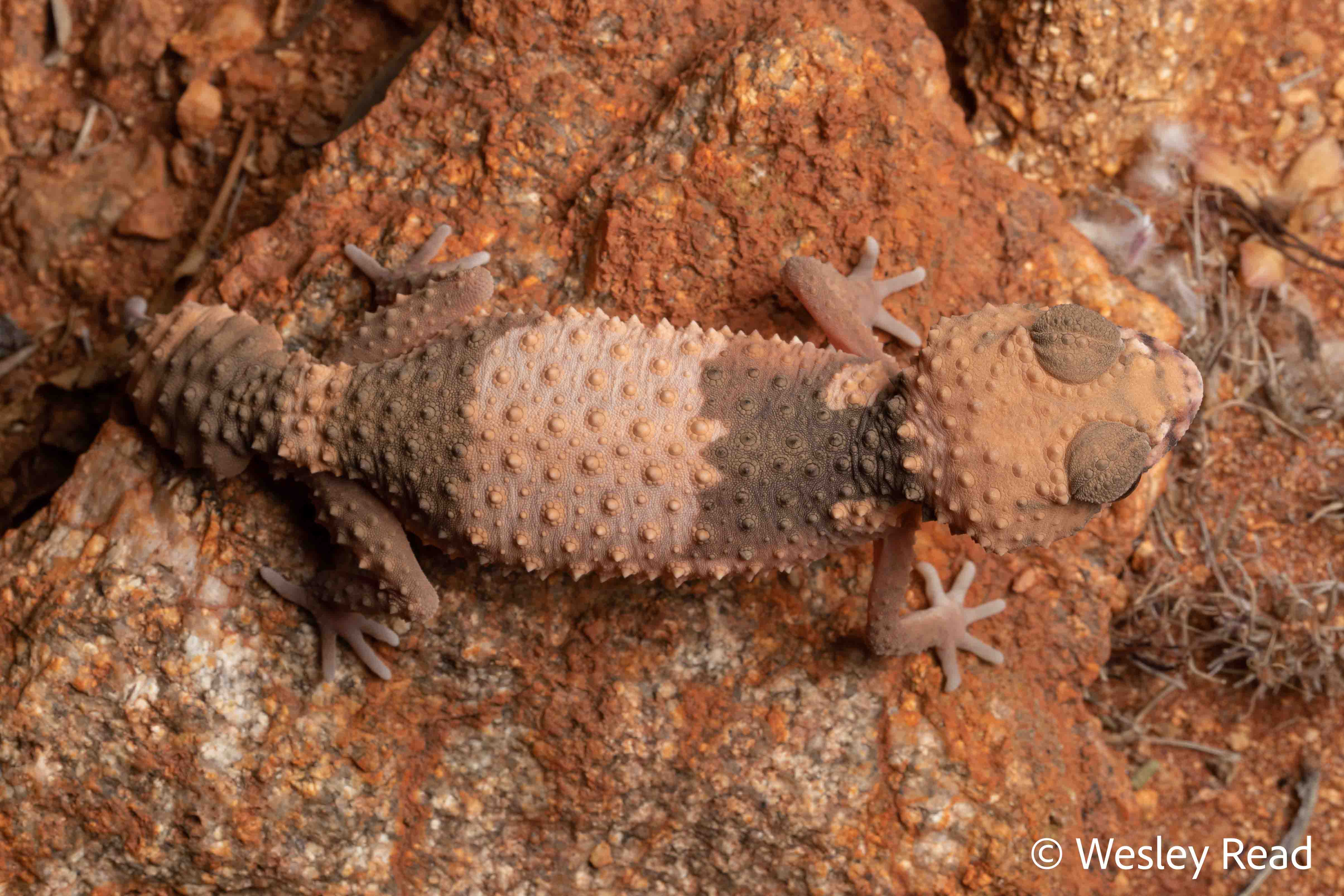 Nephrurus wheeleri