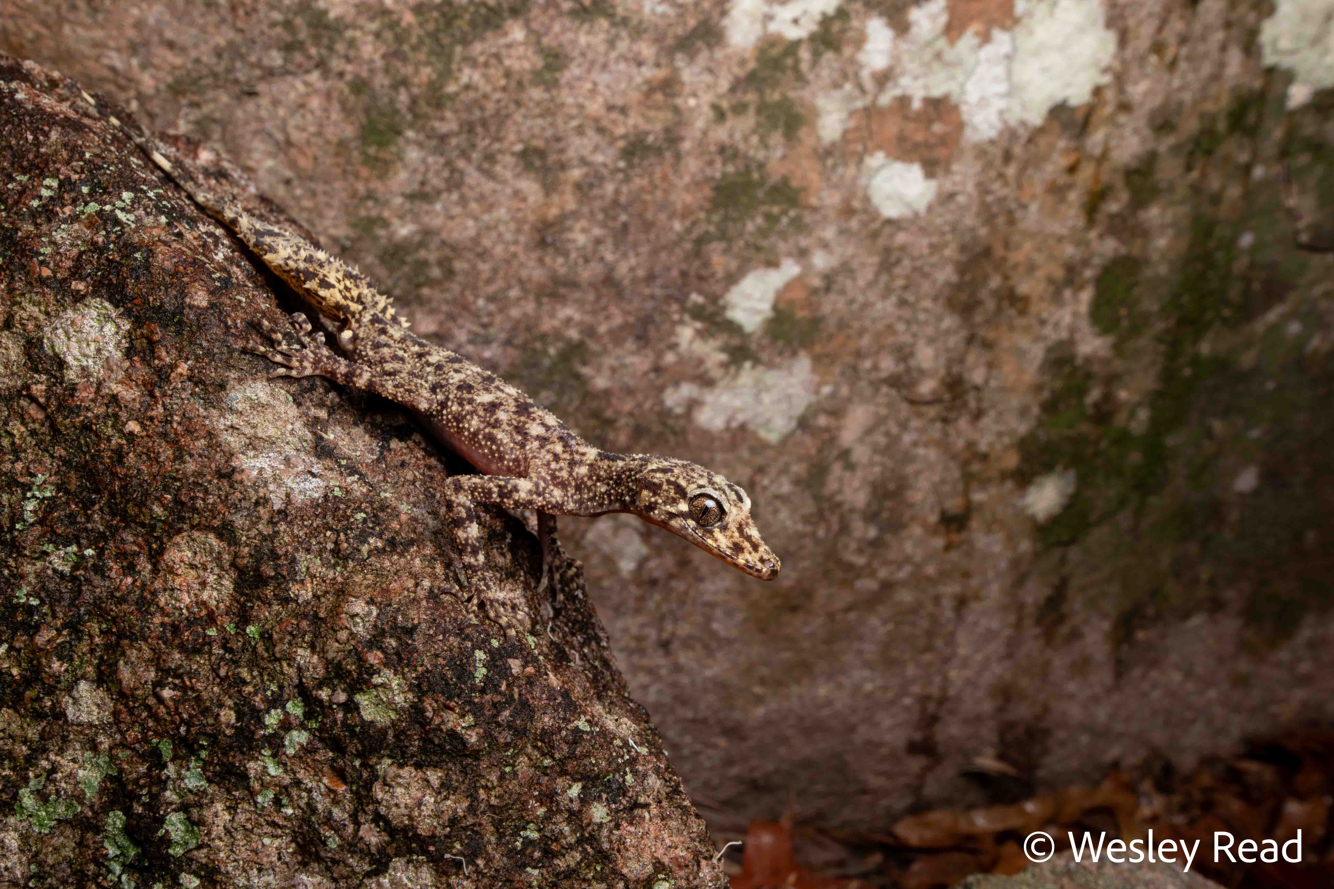 Phyllurus amnicola