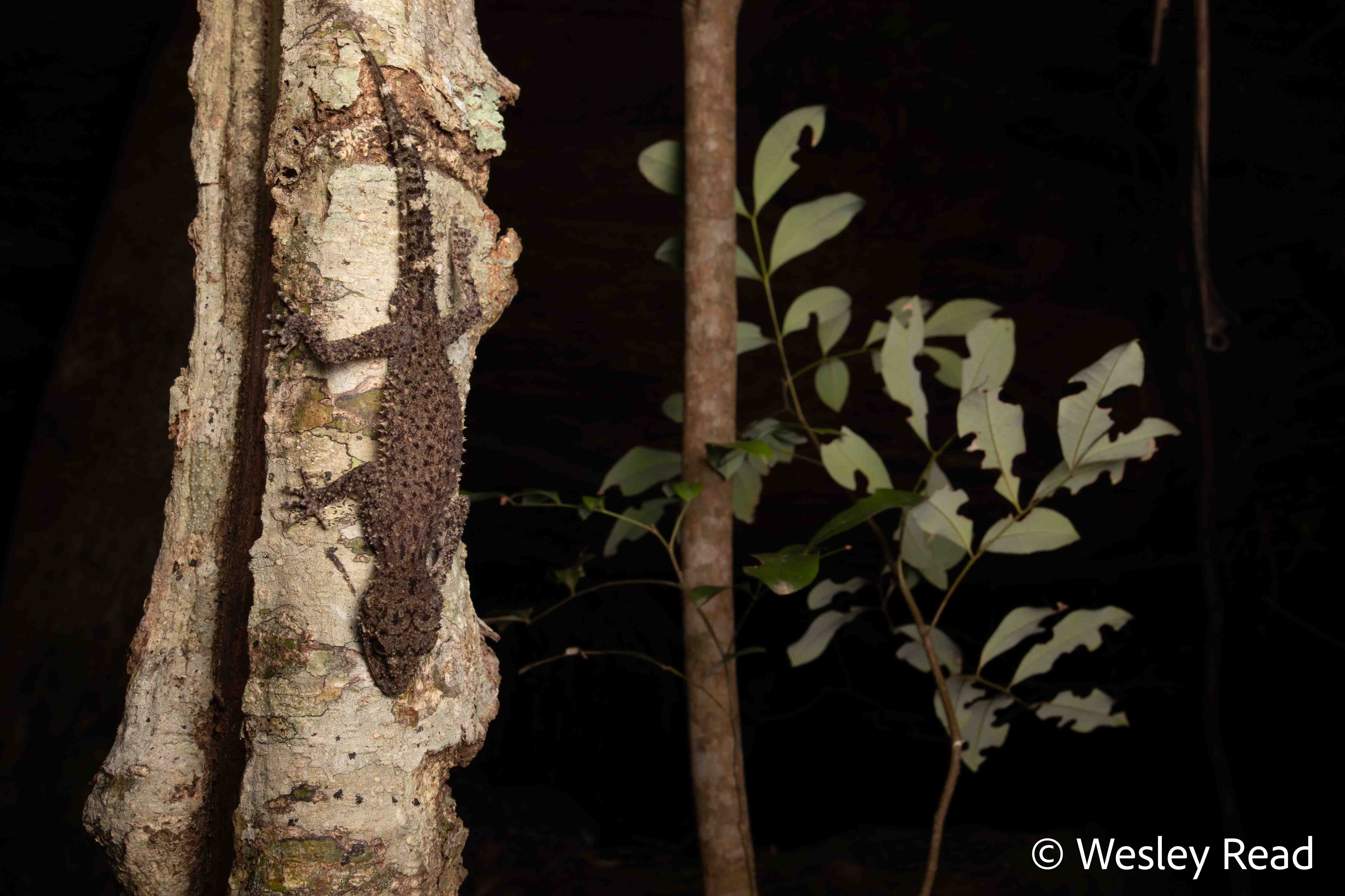 Phyllurus caudiannulatus