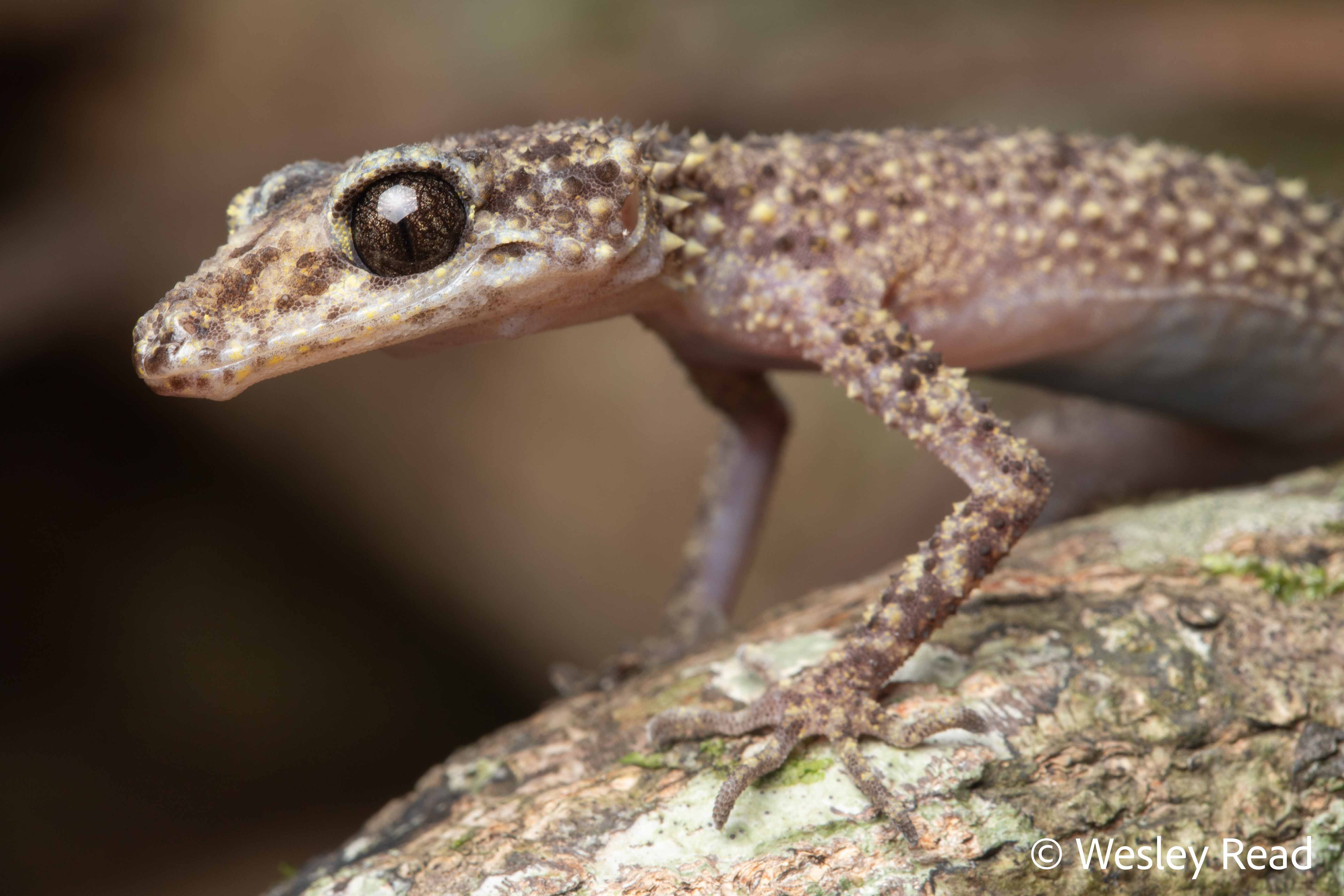 Phyllurus championae