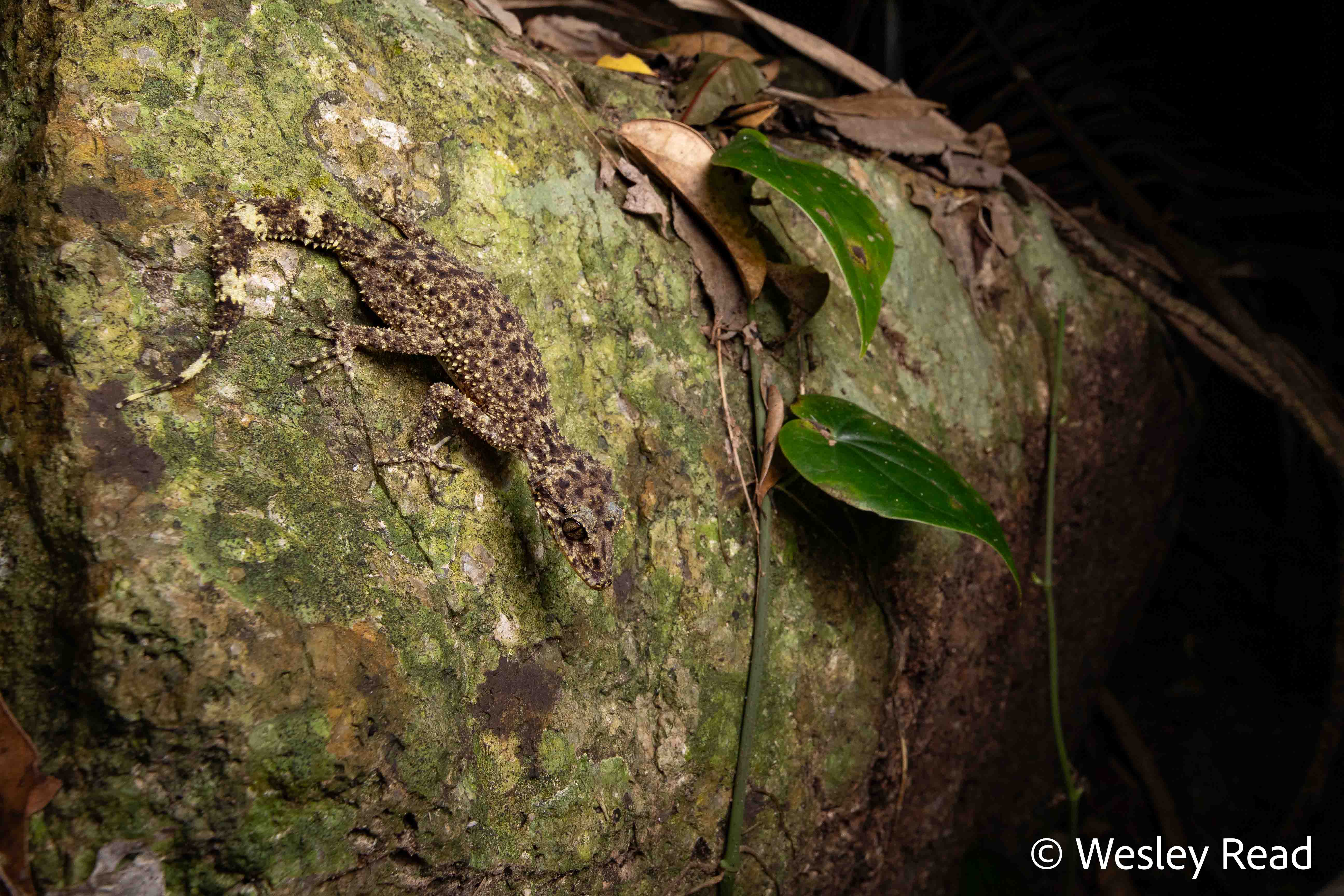 Phyllurus gulbaru
