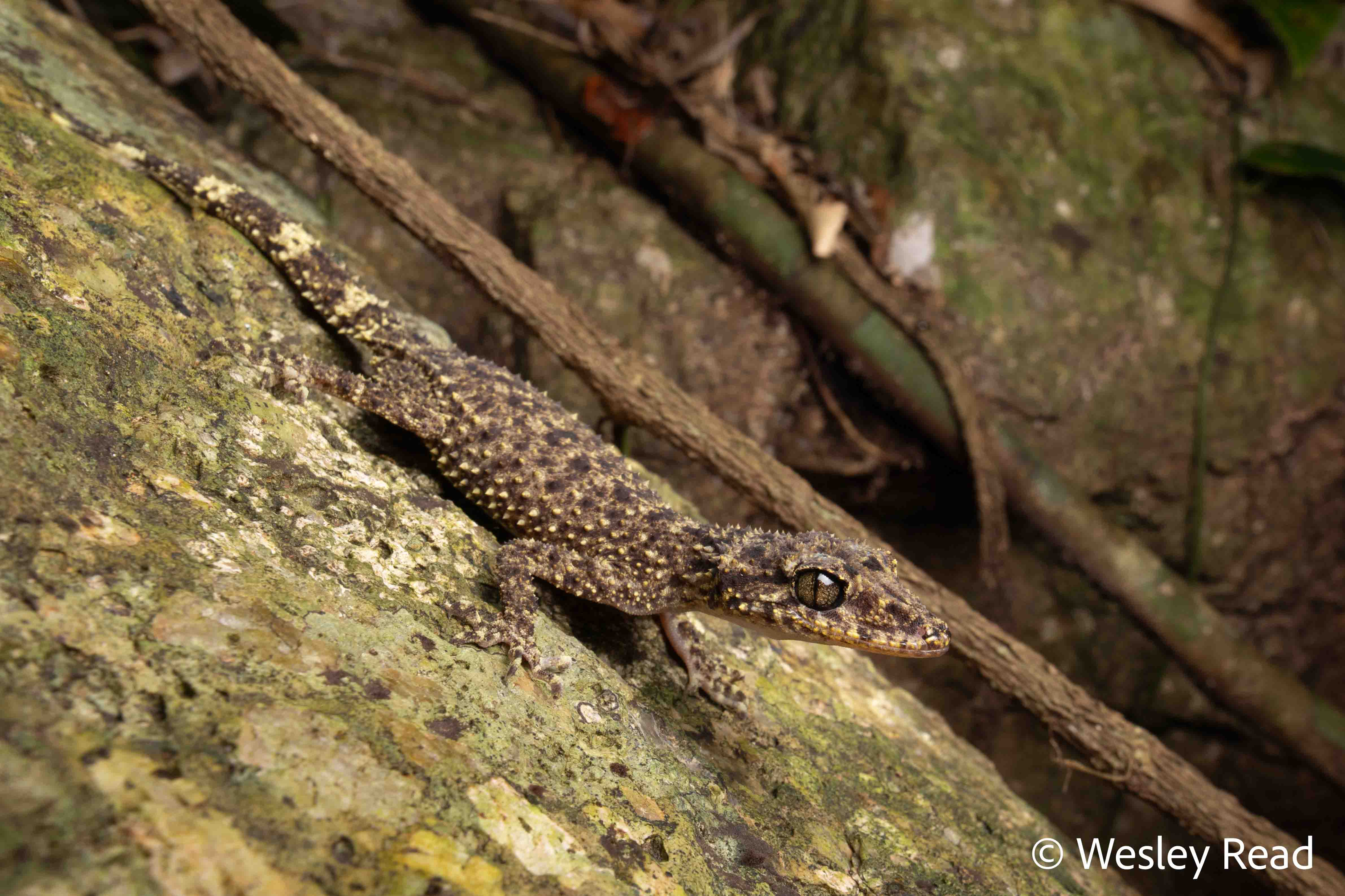 Phyllurus gulbaru