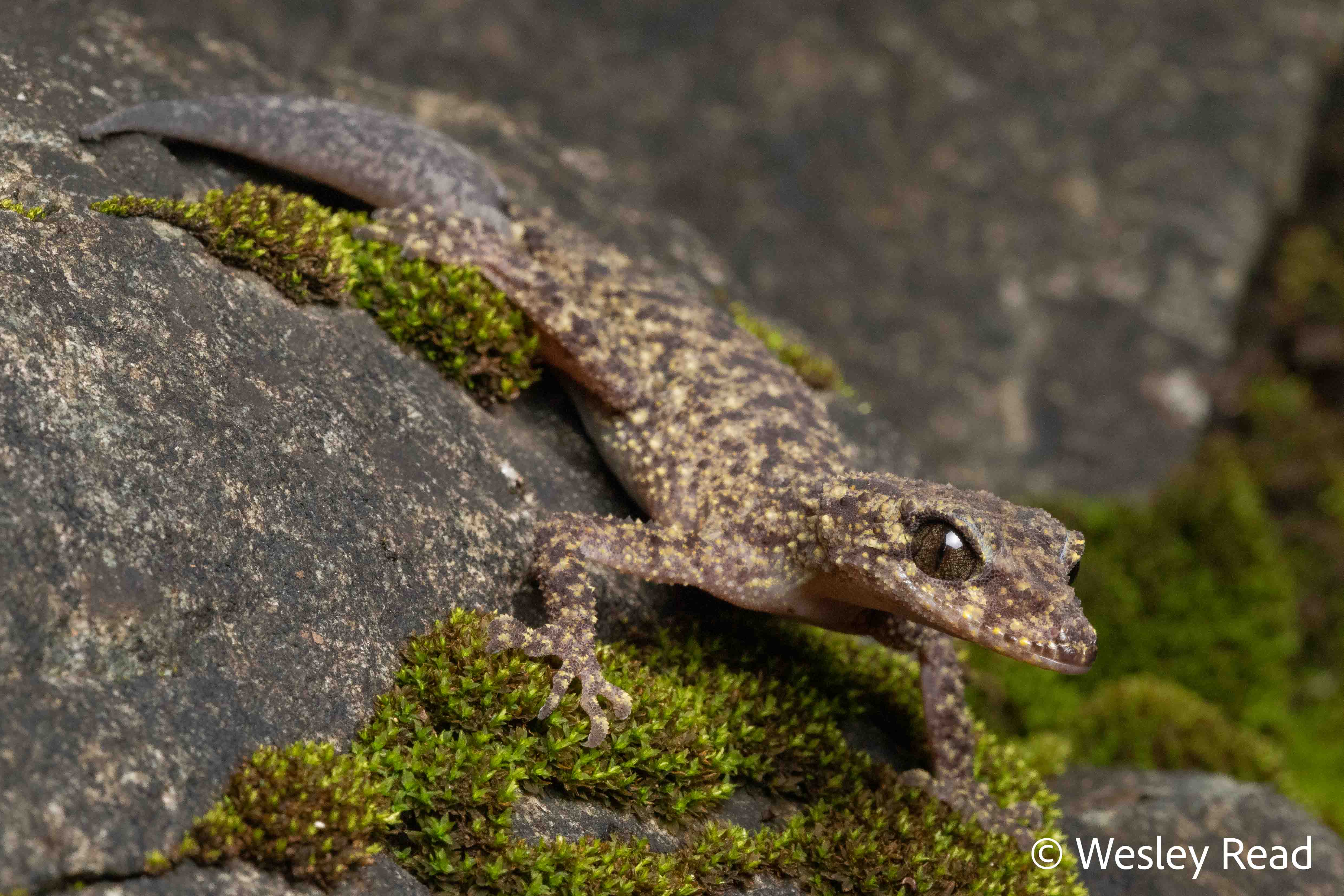 Phyllurus isis