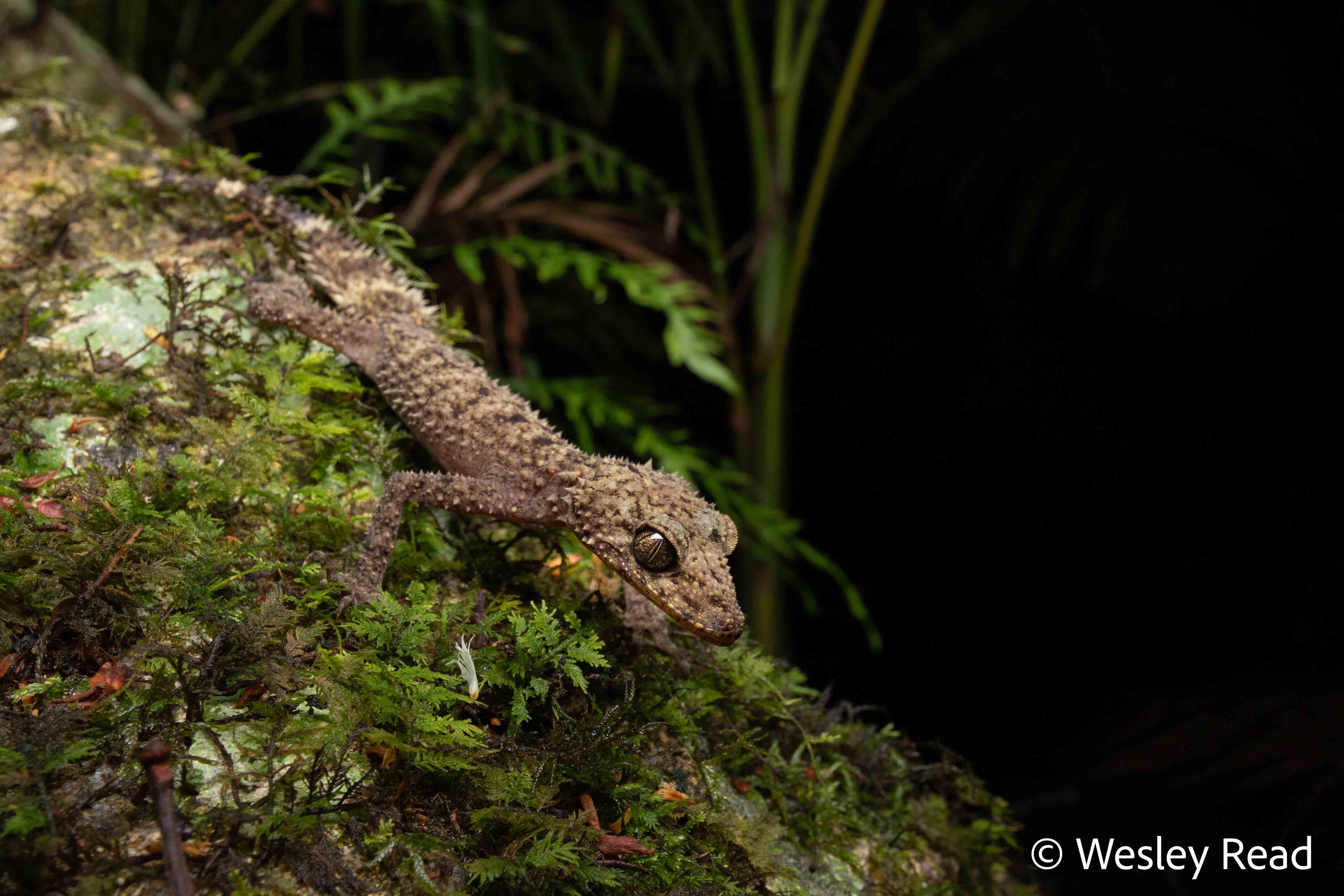 Phyllurus nepthys