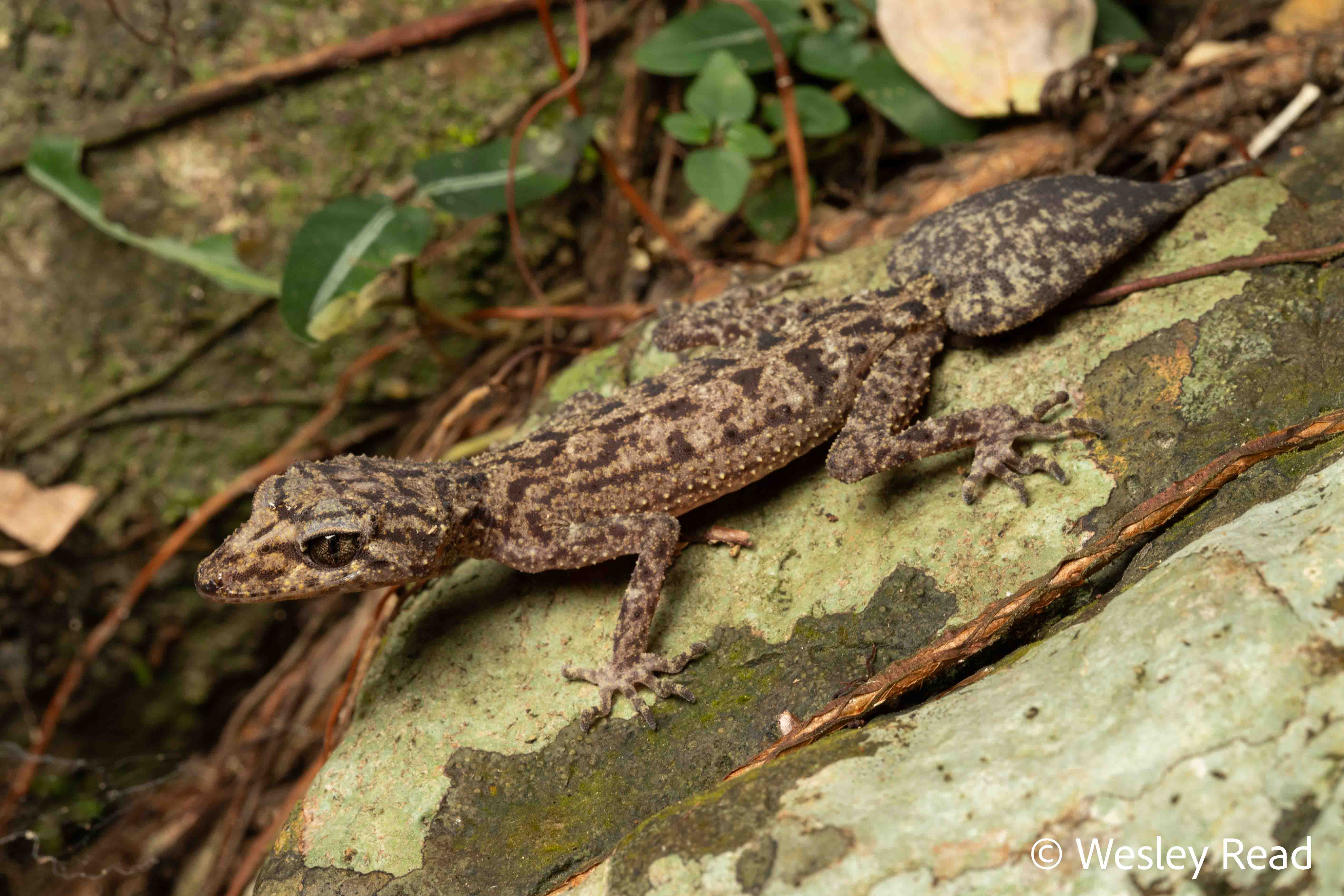 Phyllurus ossa