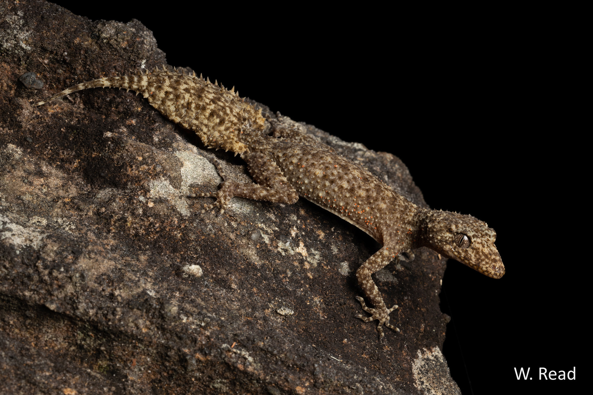 Phyllurus platurus