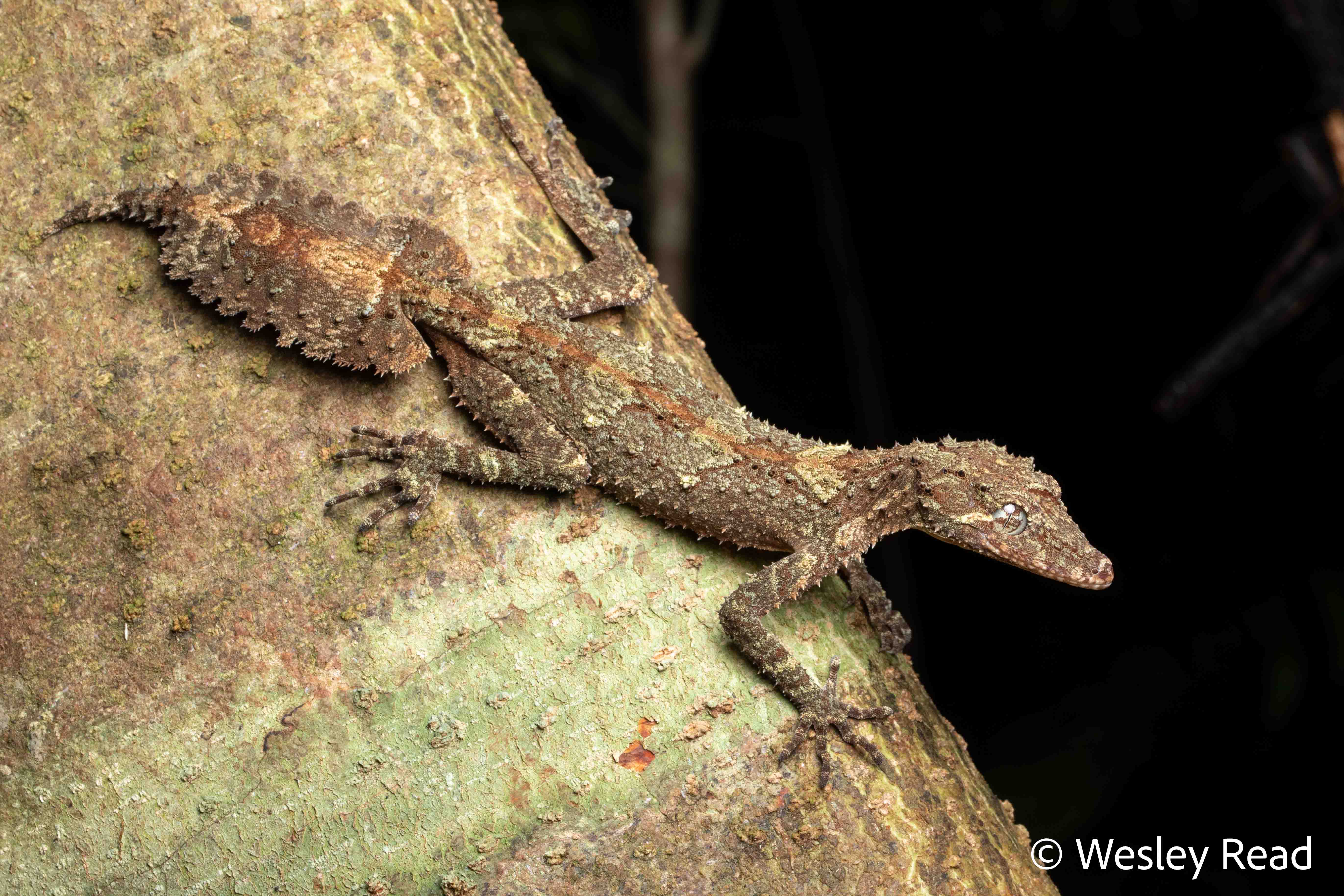 Saltuarius cornutus